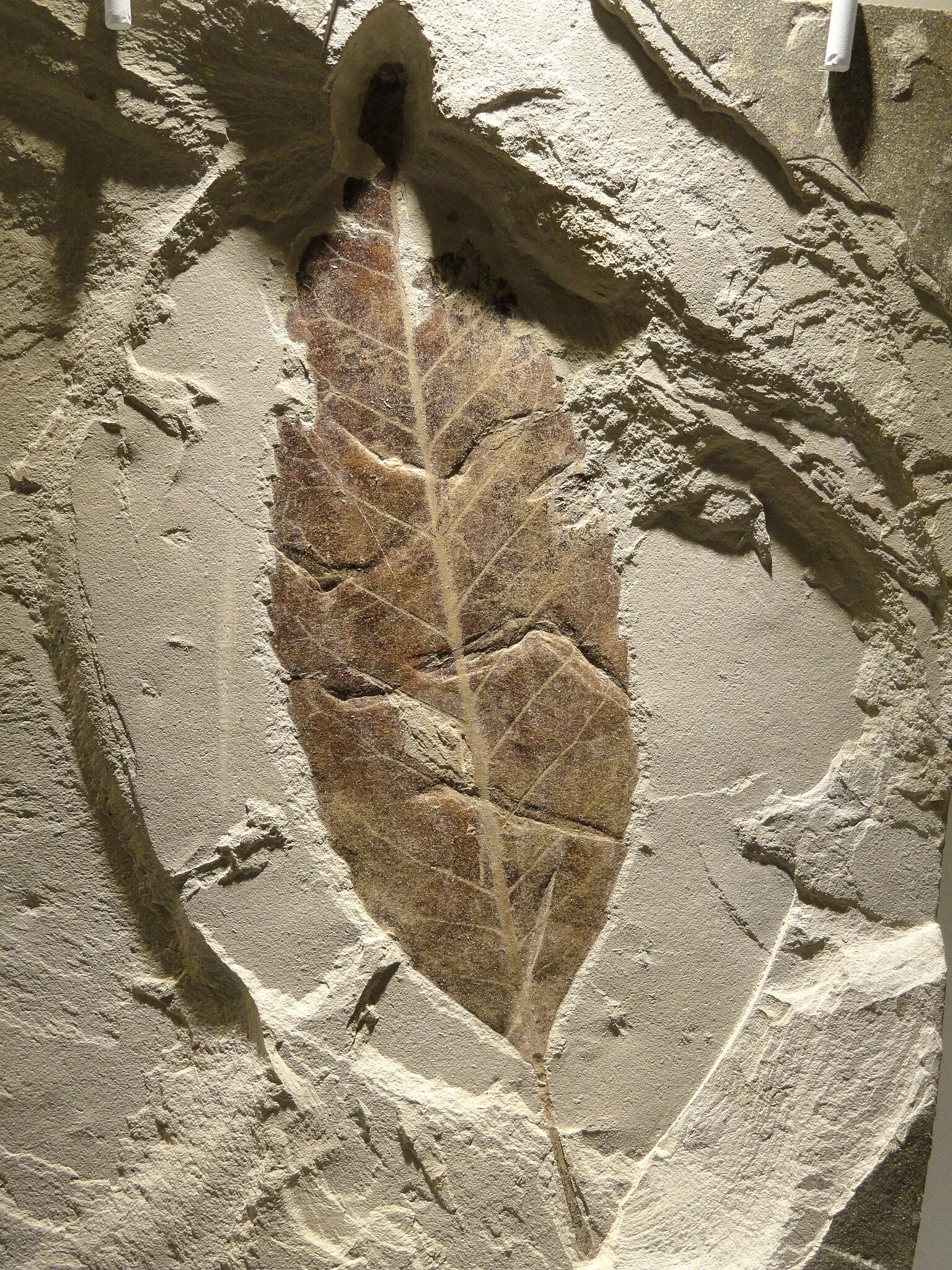 Houston Museum Of Natural Science