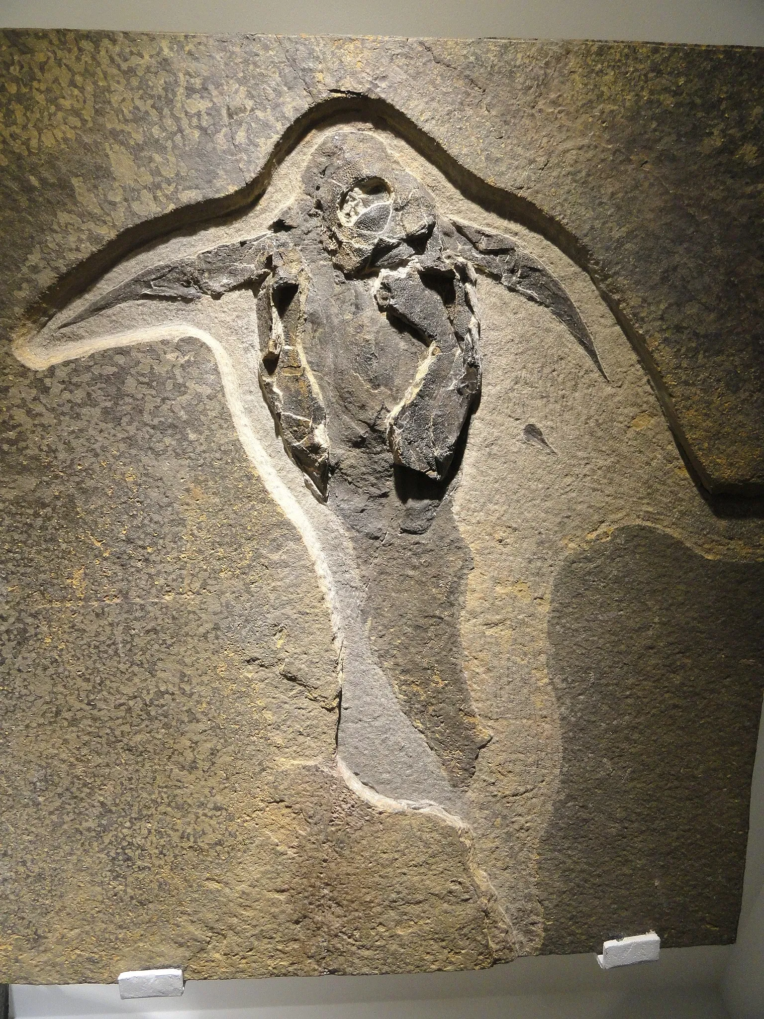 Houston Museum Of Natural Science