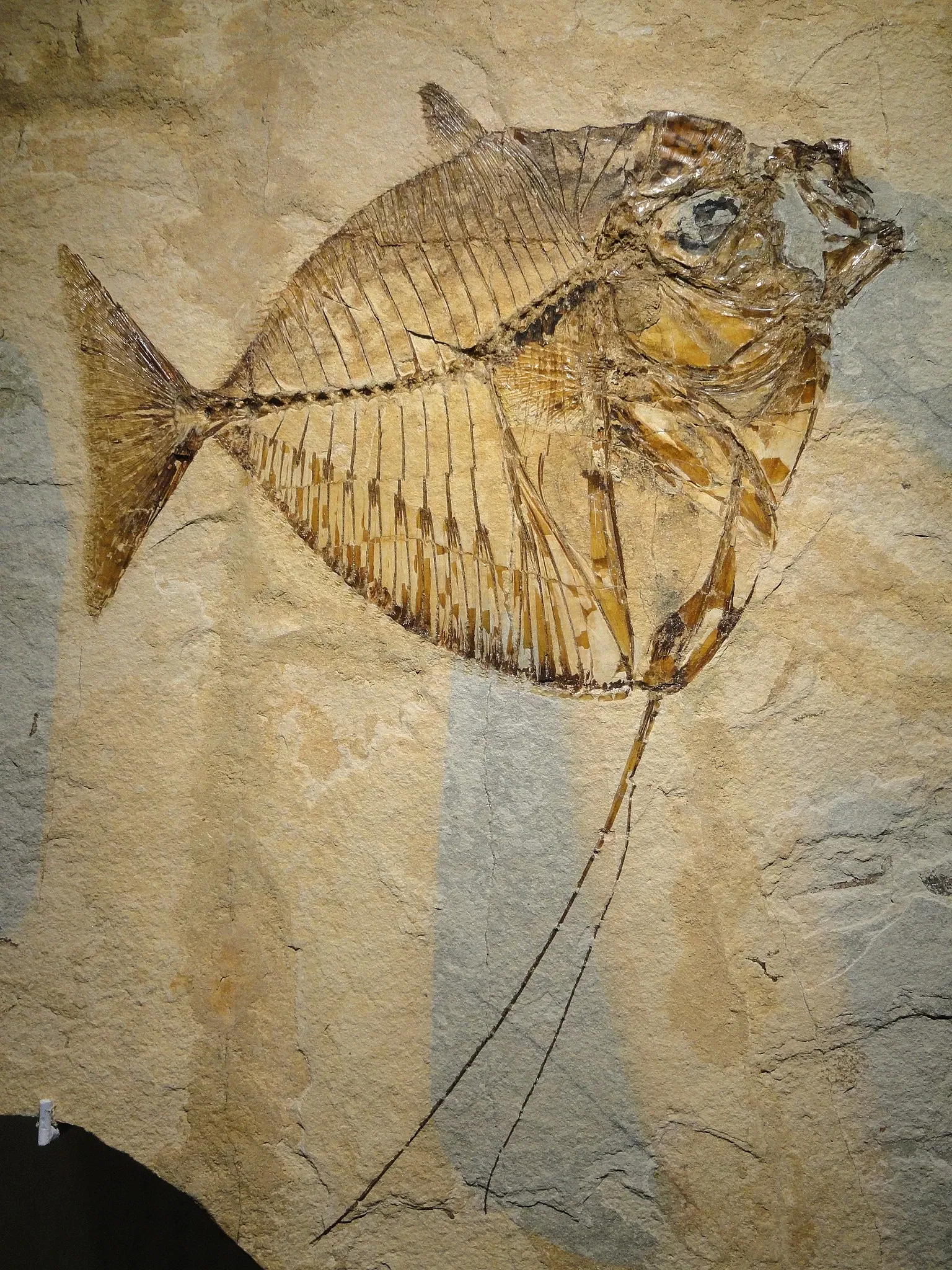 Houston Museum Of Natural Science