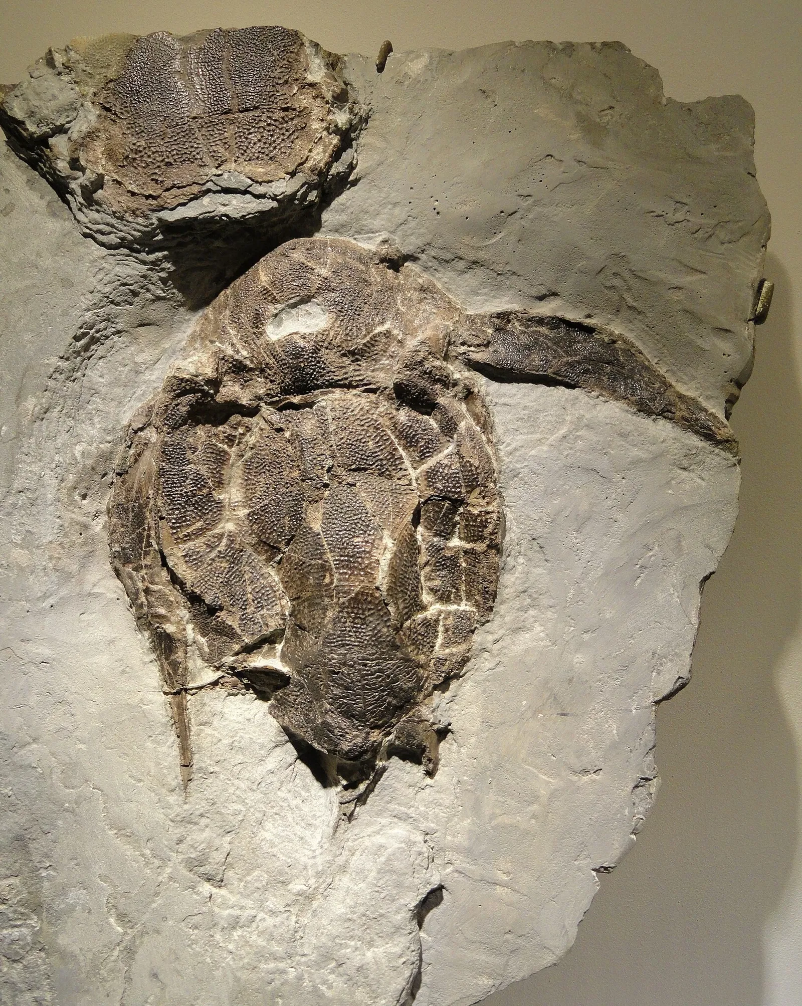 Houston Museum Of Natural Science