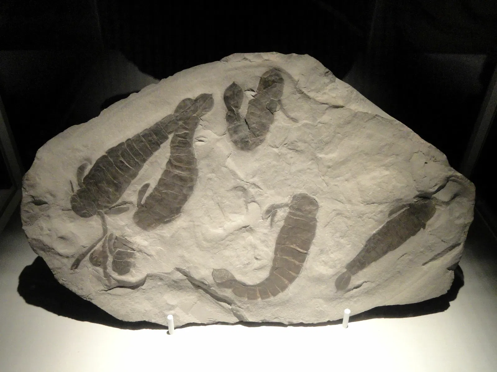 Houston Museum Of Natural Science