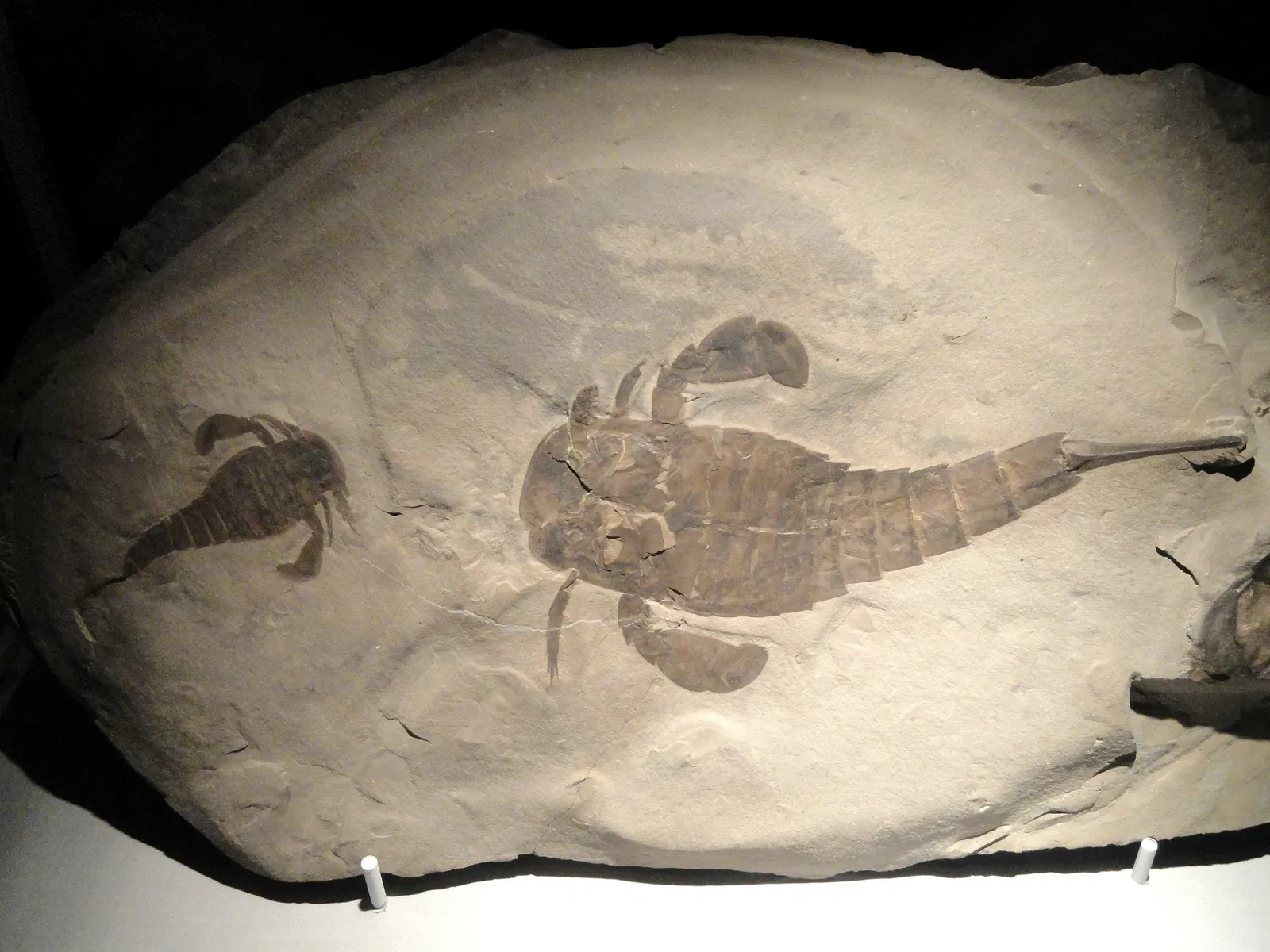 Houston Museum Of Natural Science