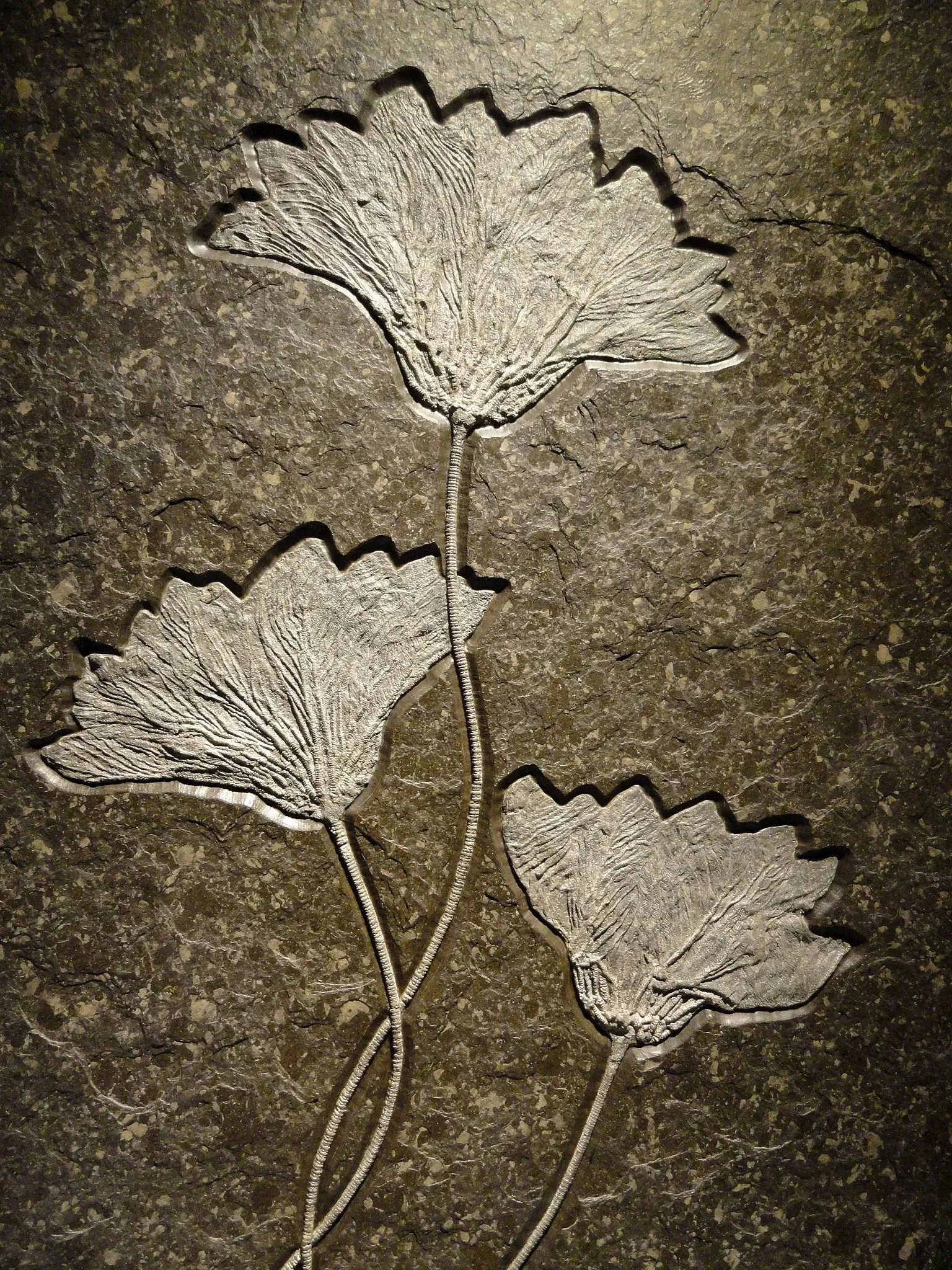 Houston Museum Of Natural Science