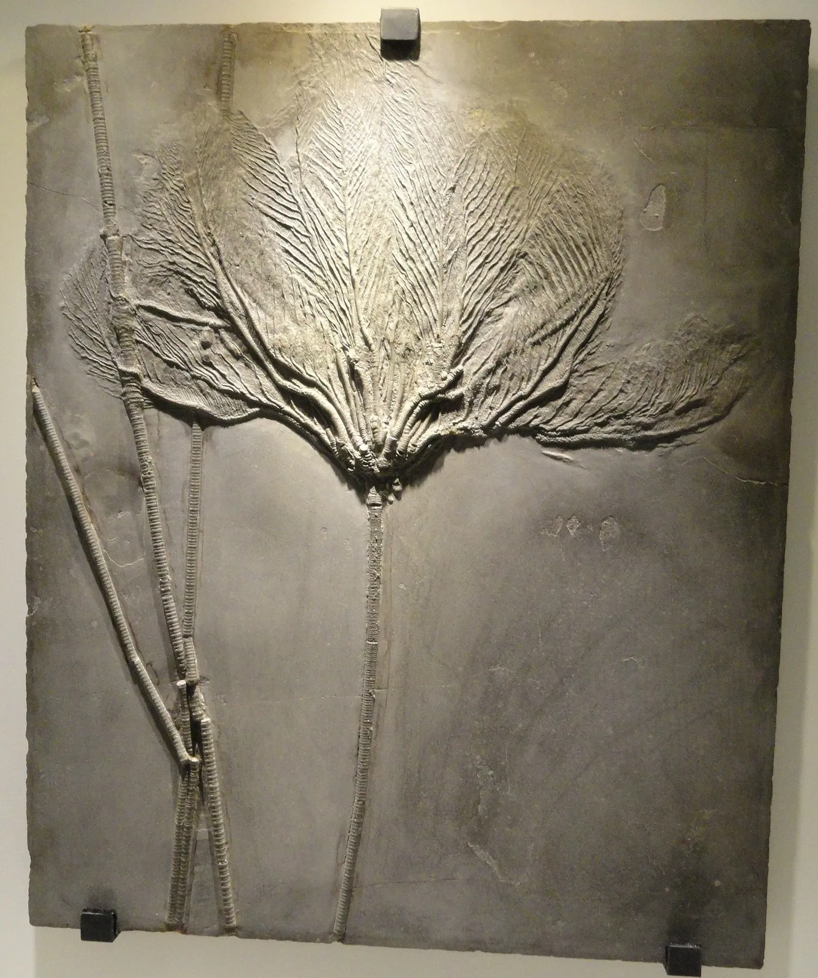 Houston Museum Of Natural Science