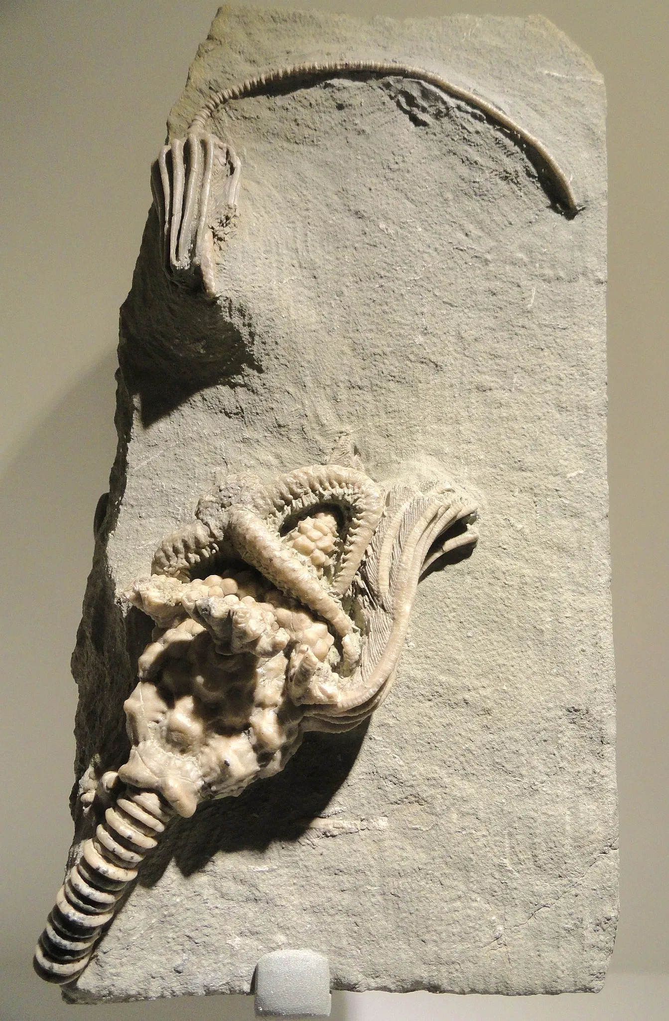 Houston Museum Of Natural Science