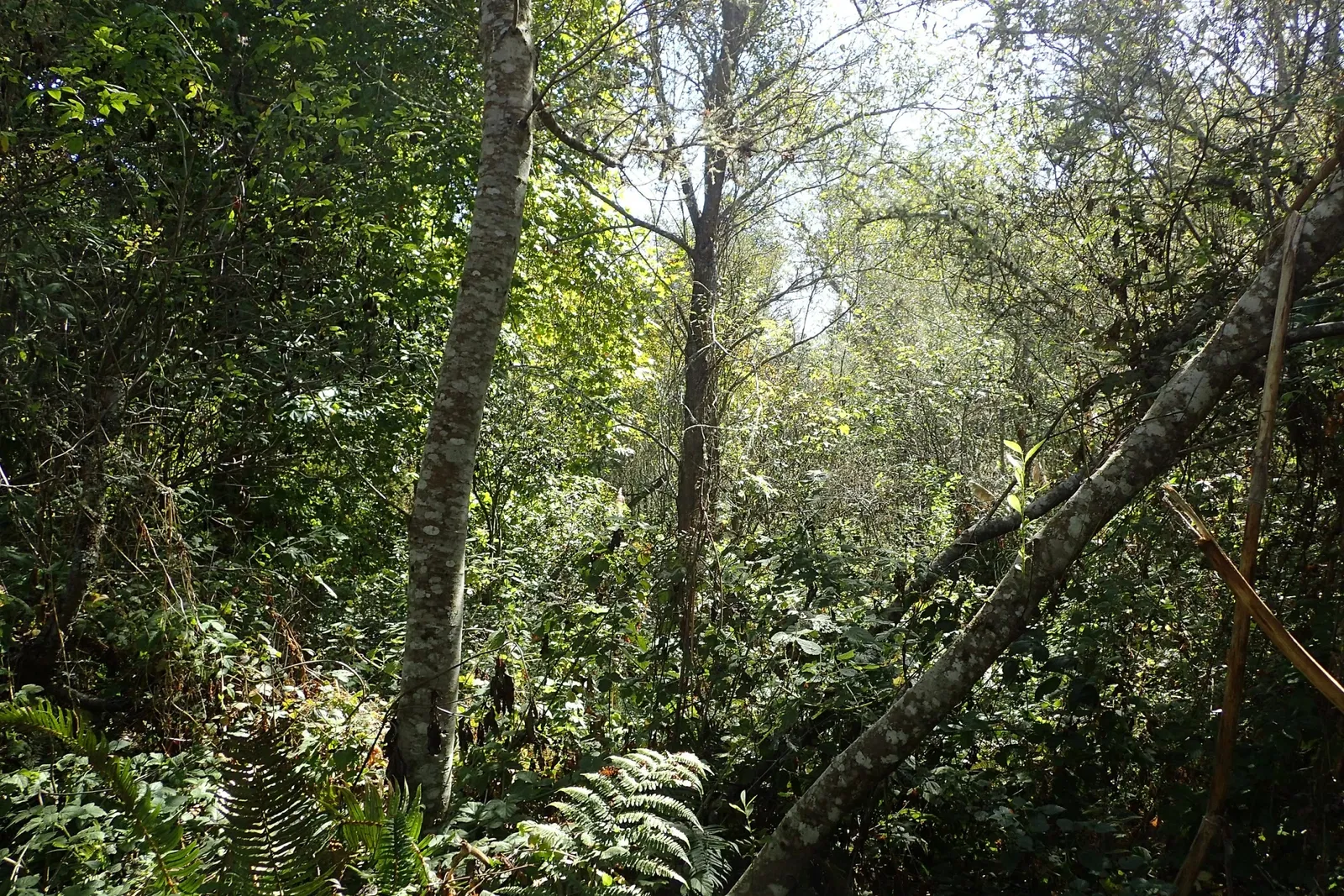 Jardín botánico Humboldt