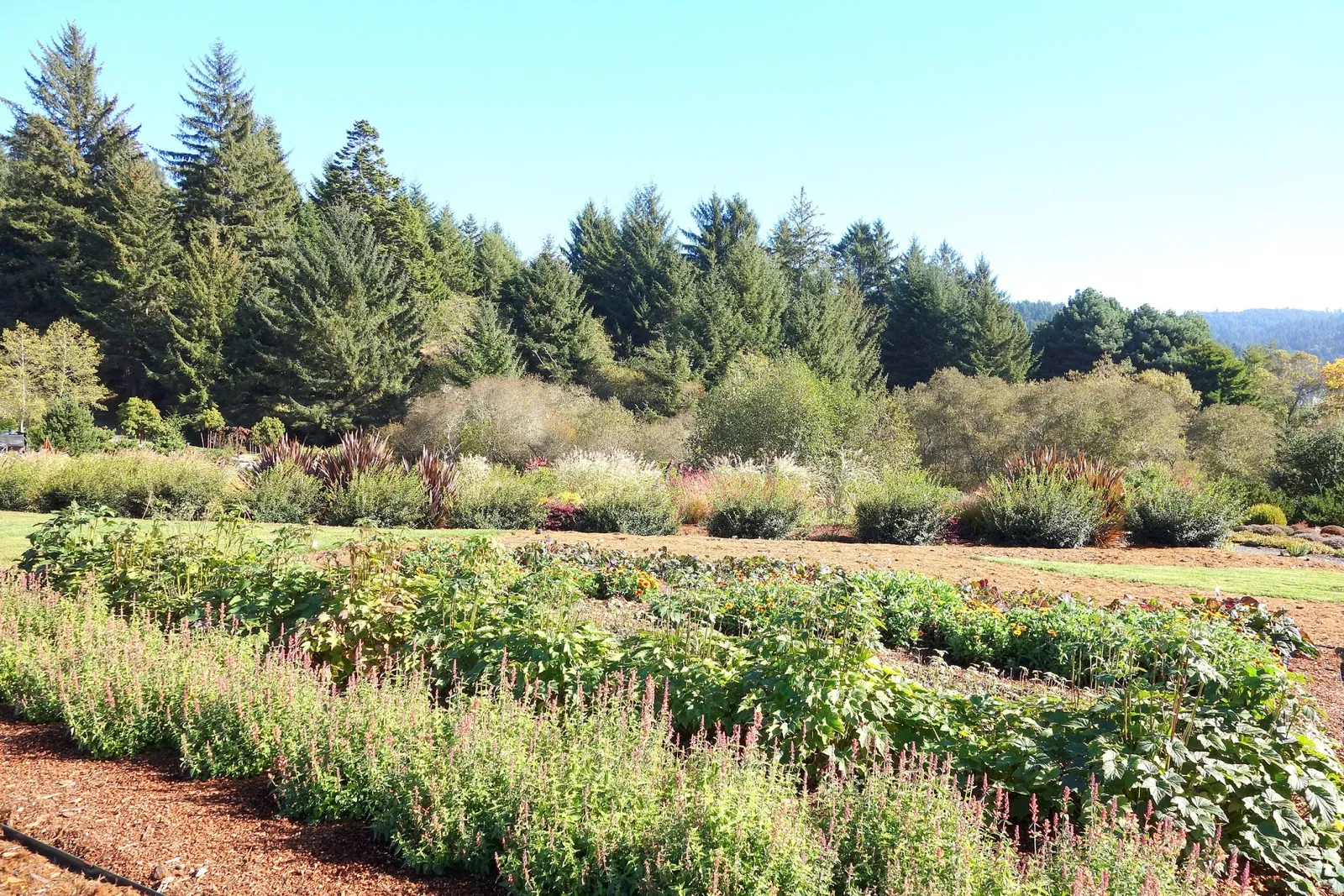 Humboldt Botanical Gardens