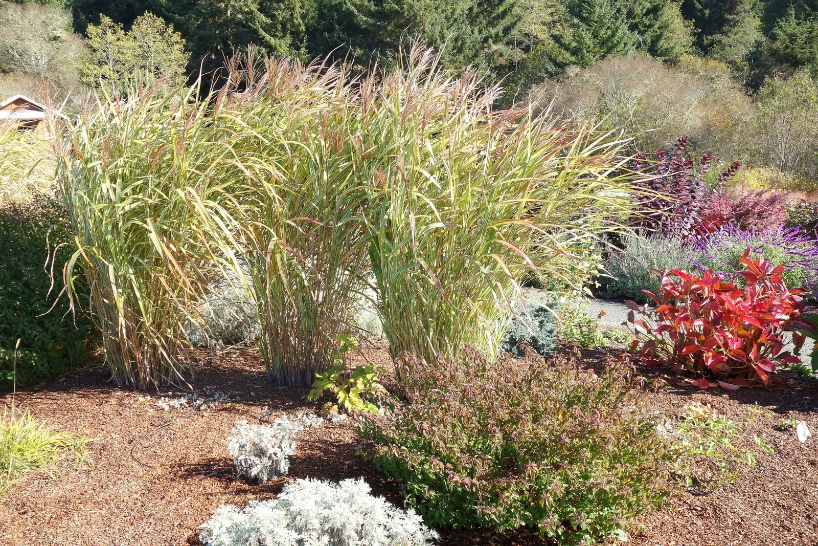 Humboldt Botanical Gardens