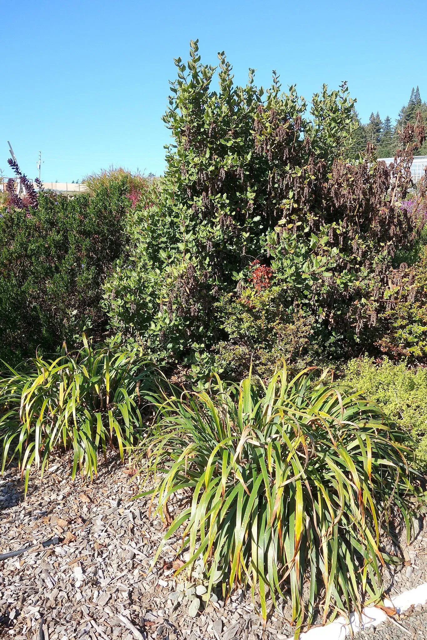 Humboldt Botanical Gardens