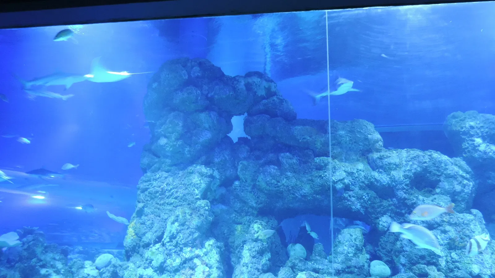 Cairns Aquarium