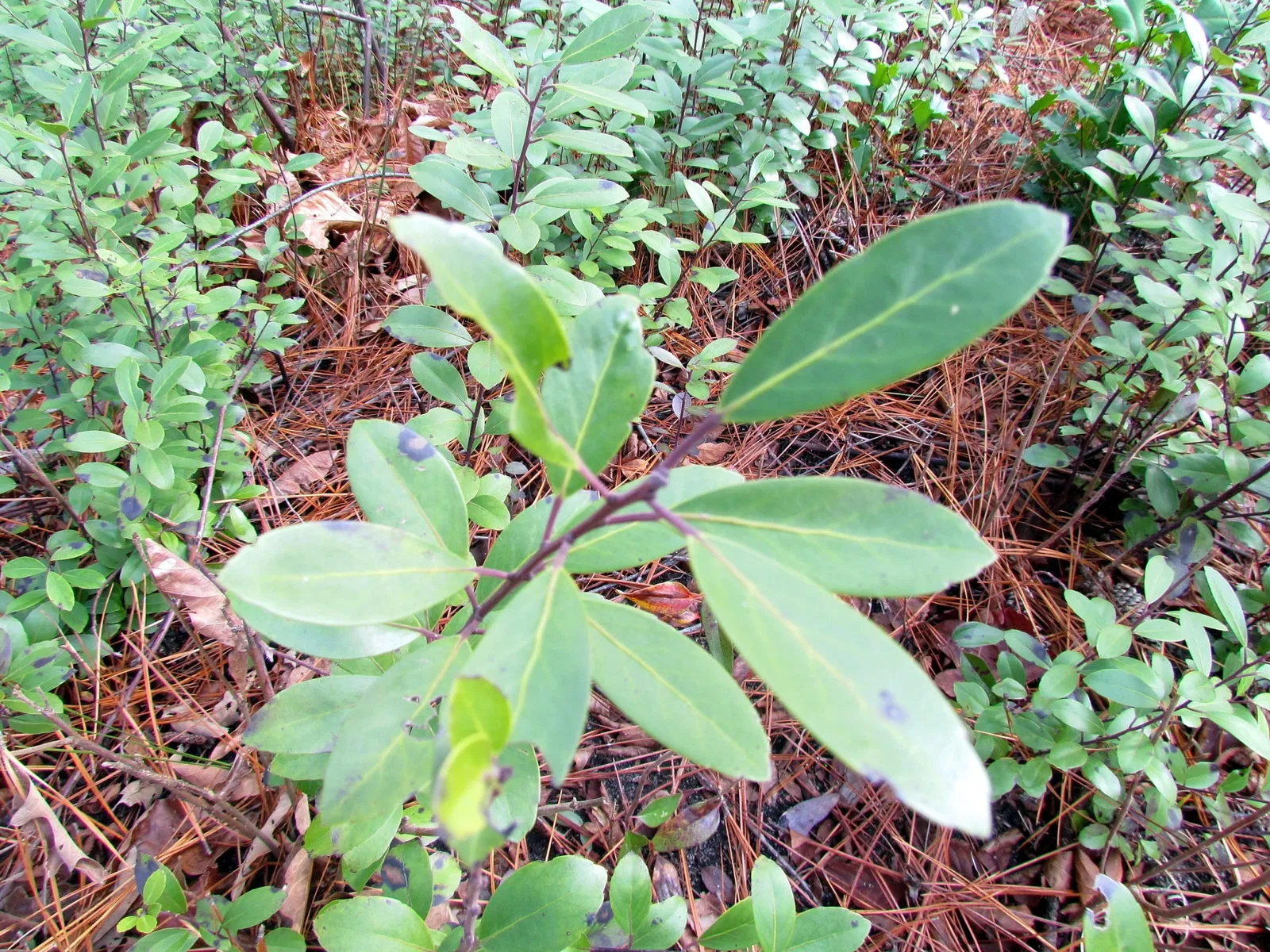 Weymouth Woods-Sandhills Nature Preserve