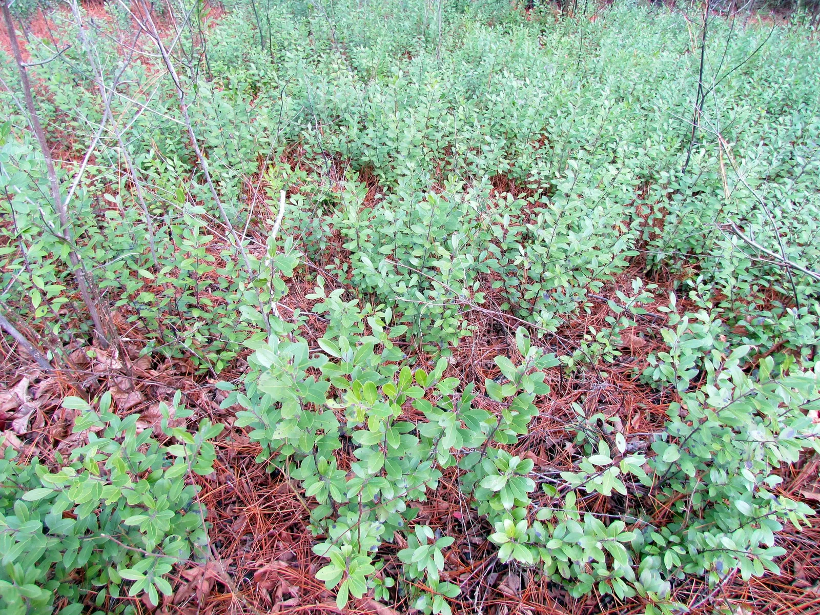 Weymouth Woods-Sandhills Nature Preserve