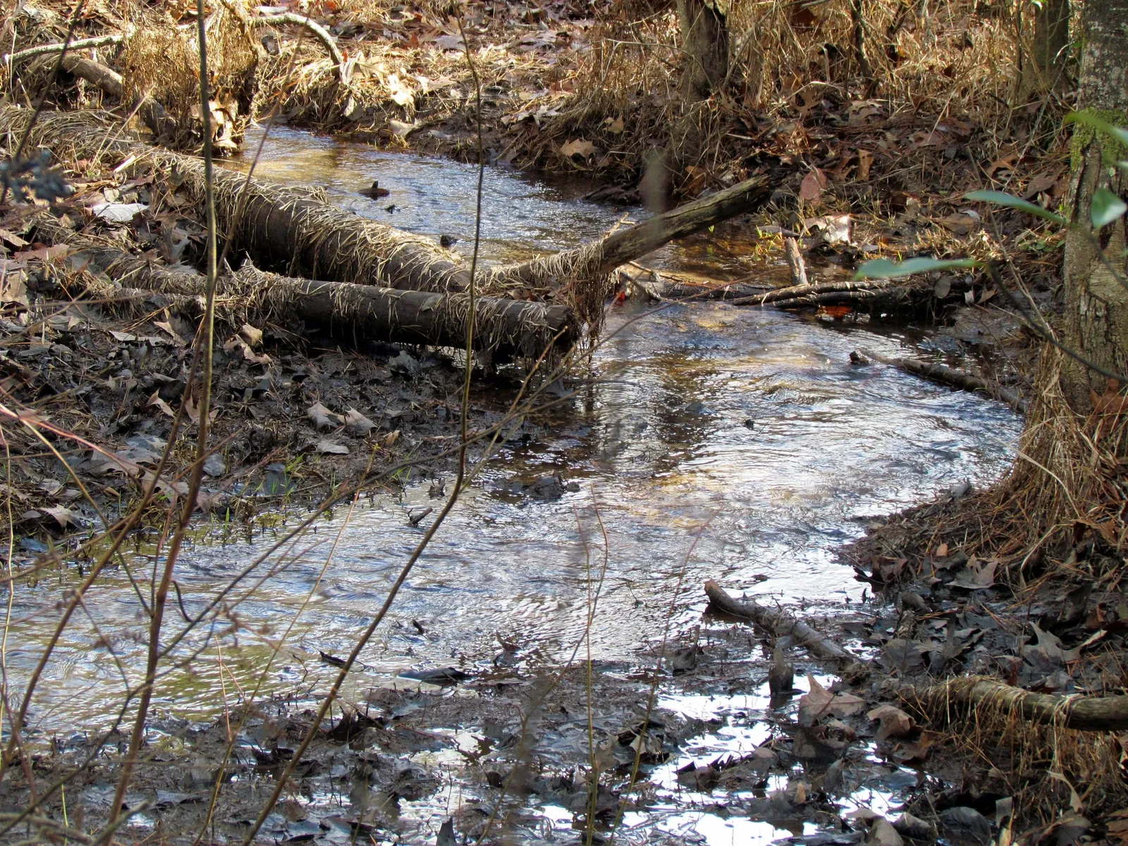 Weymouth Woods-Sandhills Nature Preserve