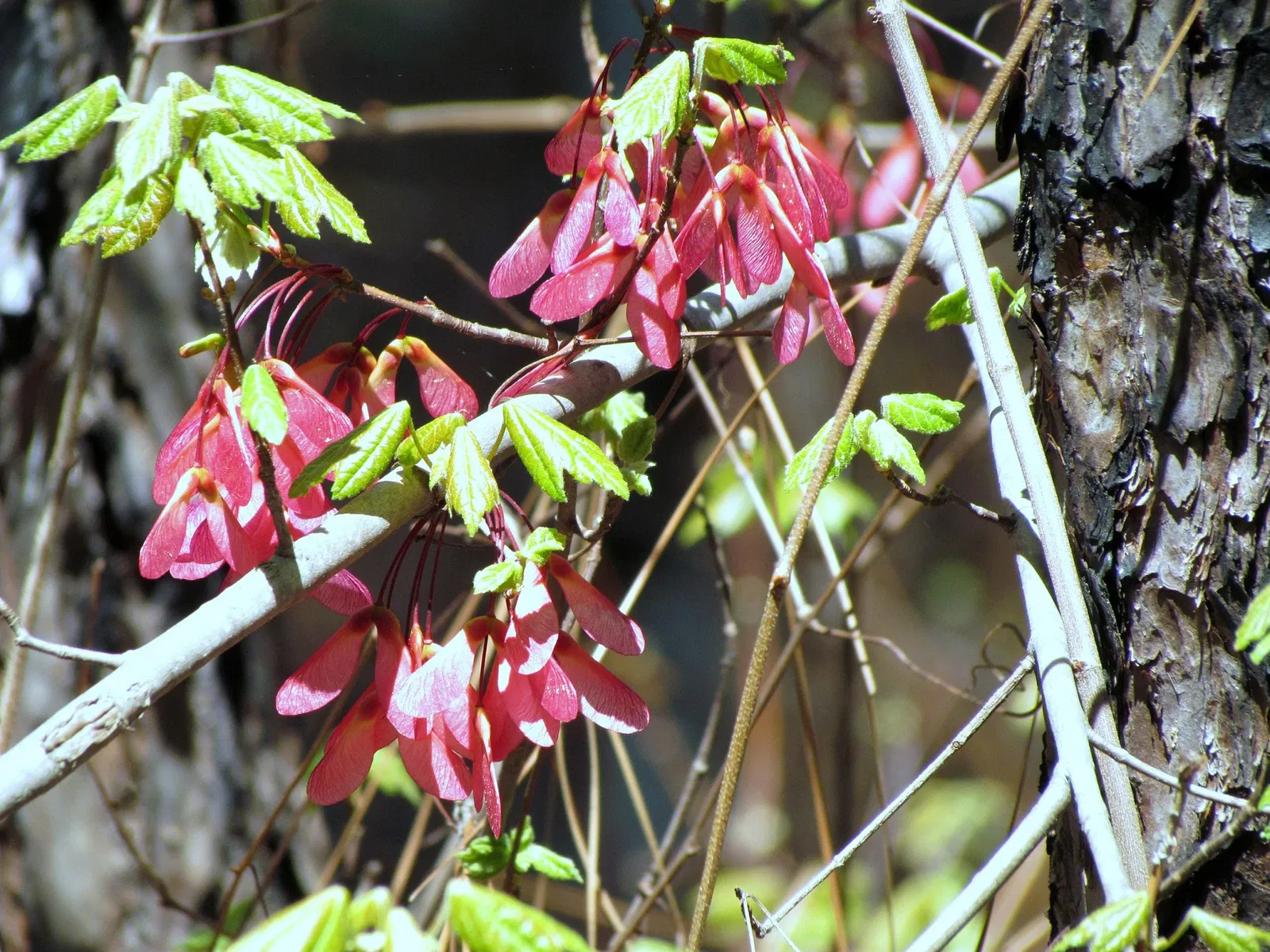 Weymouth Woods-Sandhills Nature Preserve