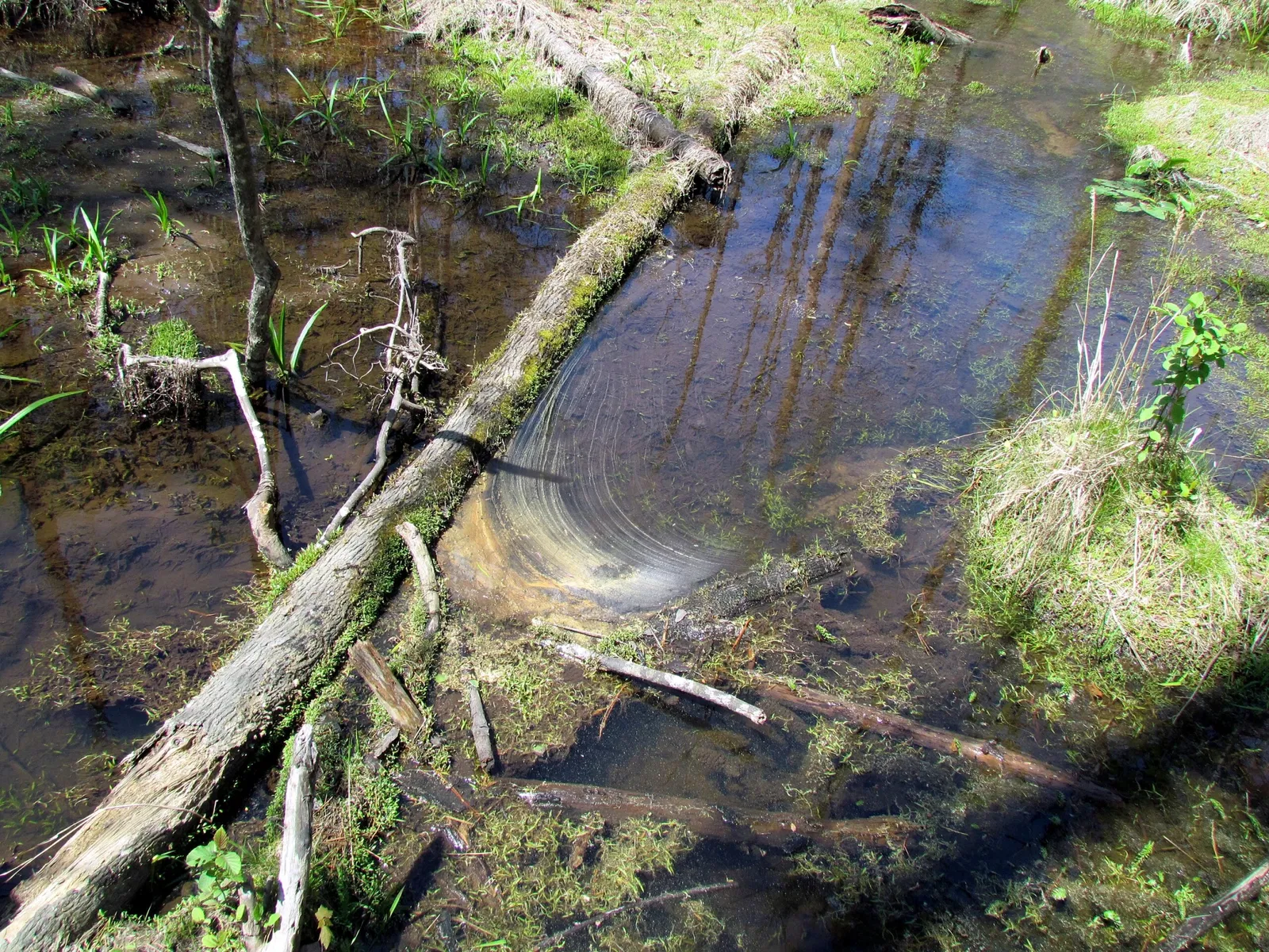 Weymouth Woods-Sandhills Nature Preserve