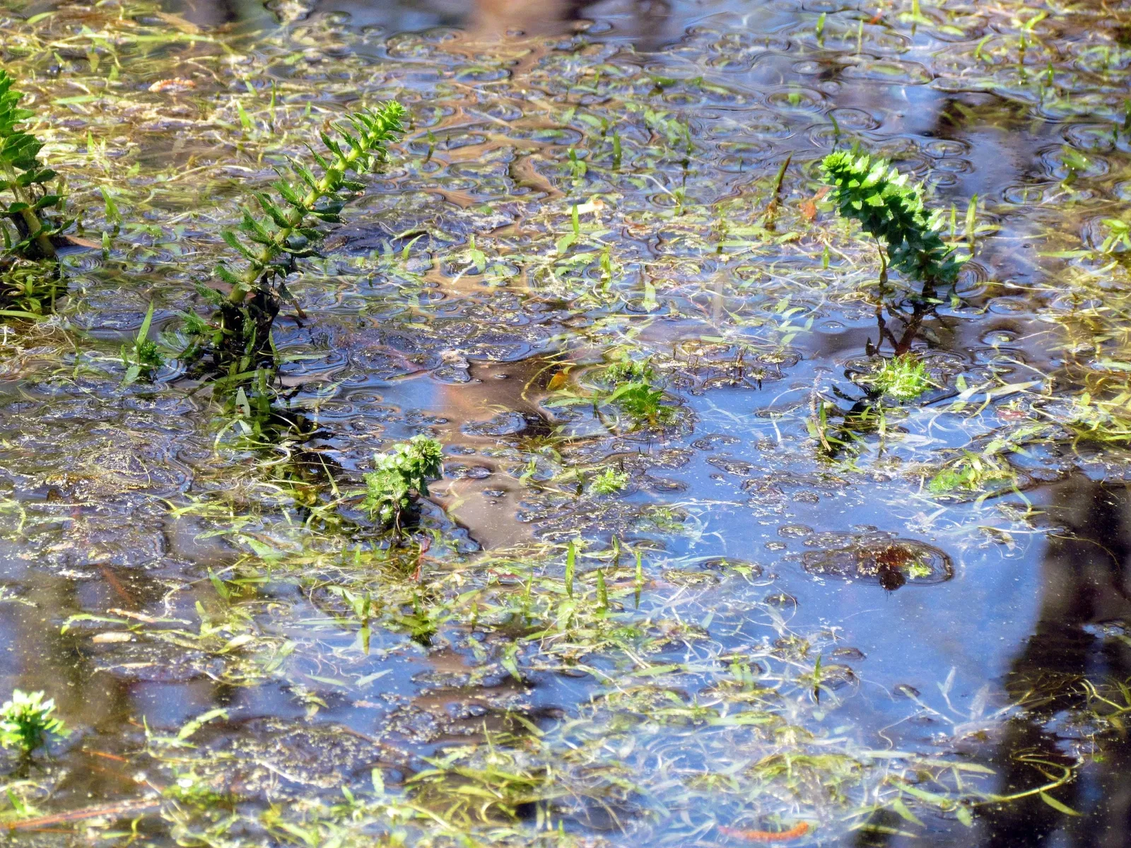 Weymouth Woods-Sandhills Nature Preserve