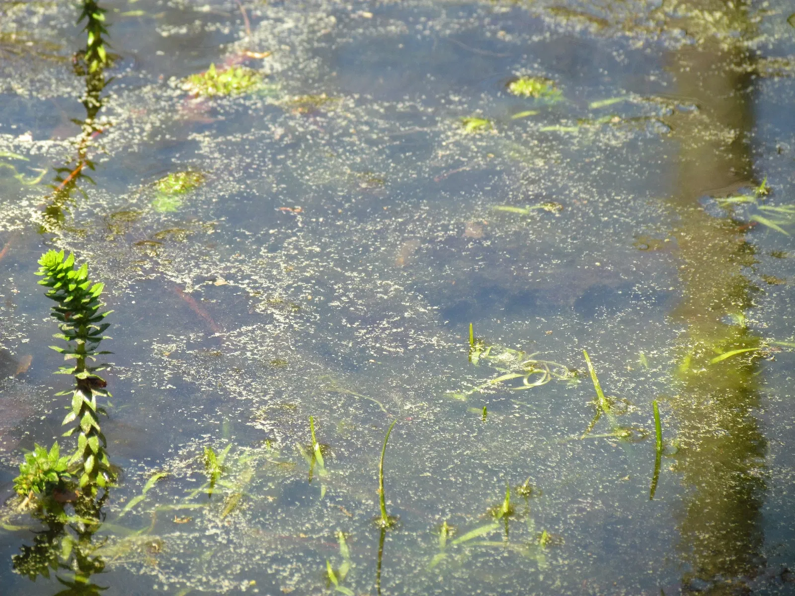 Weymouth Woods-Sandhills Nature Preserve