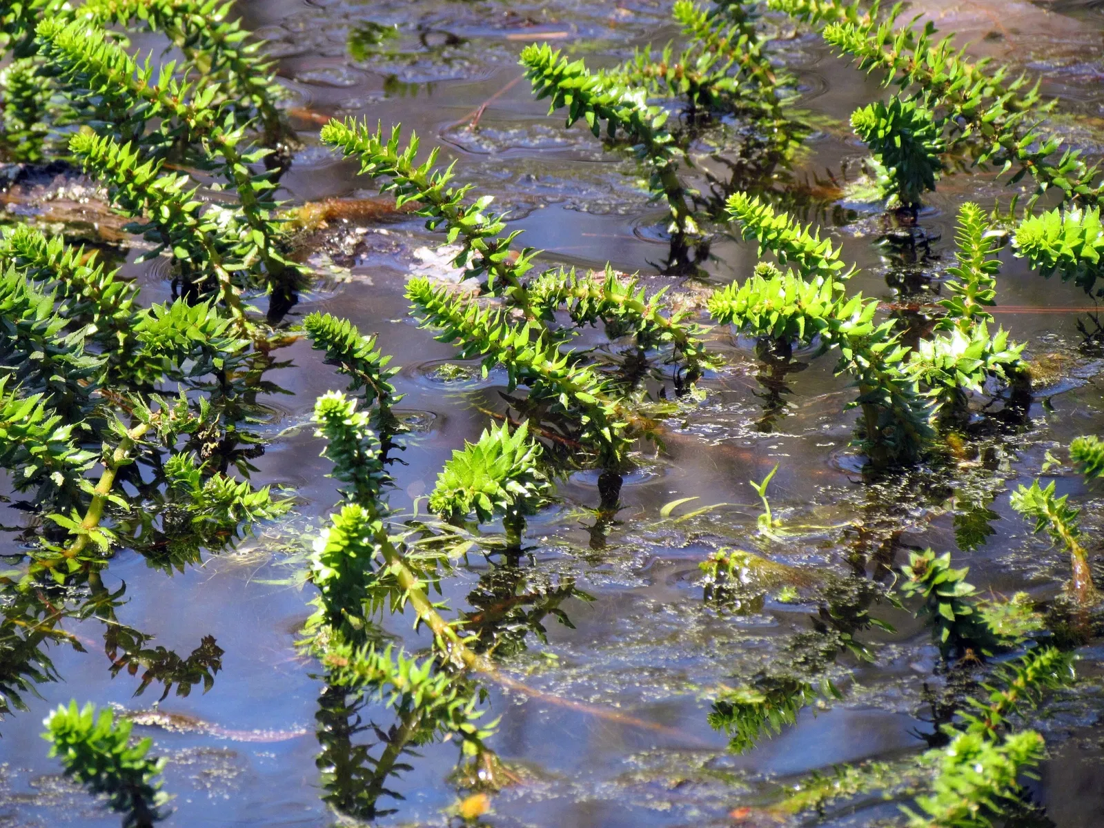 Weymouth Woods-Sandhills Nature Preserve