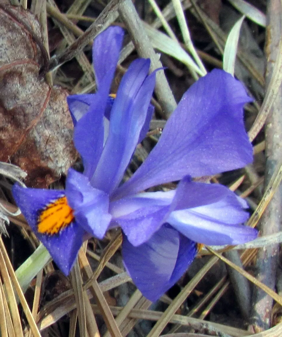 Weymouth Woods-Sandhills Nature Preserve