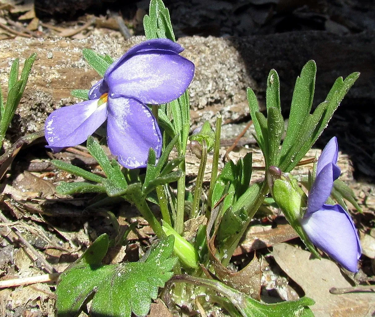 Weymouth Woods-Sandhills Nature Preserve