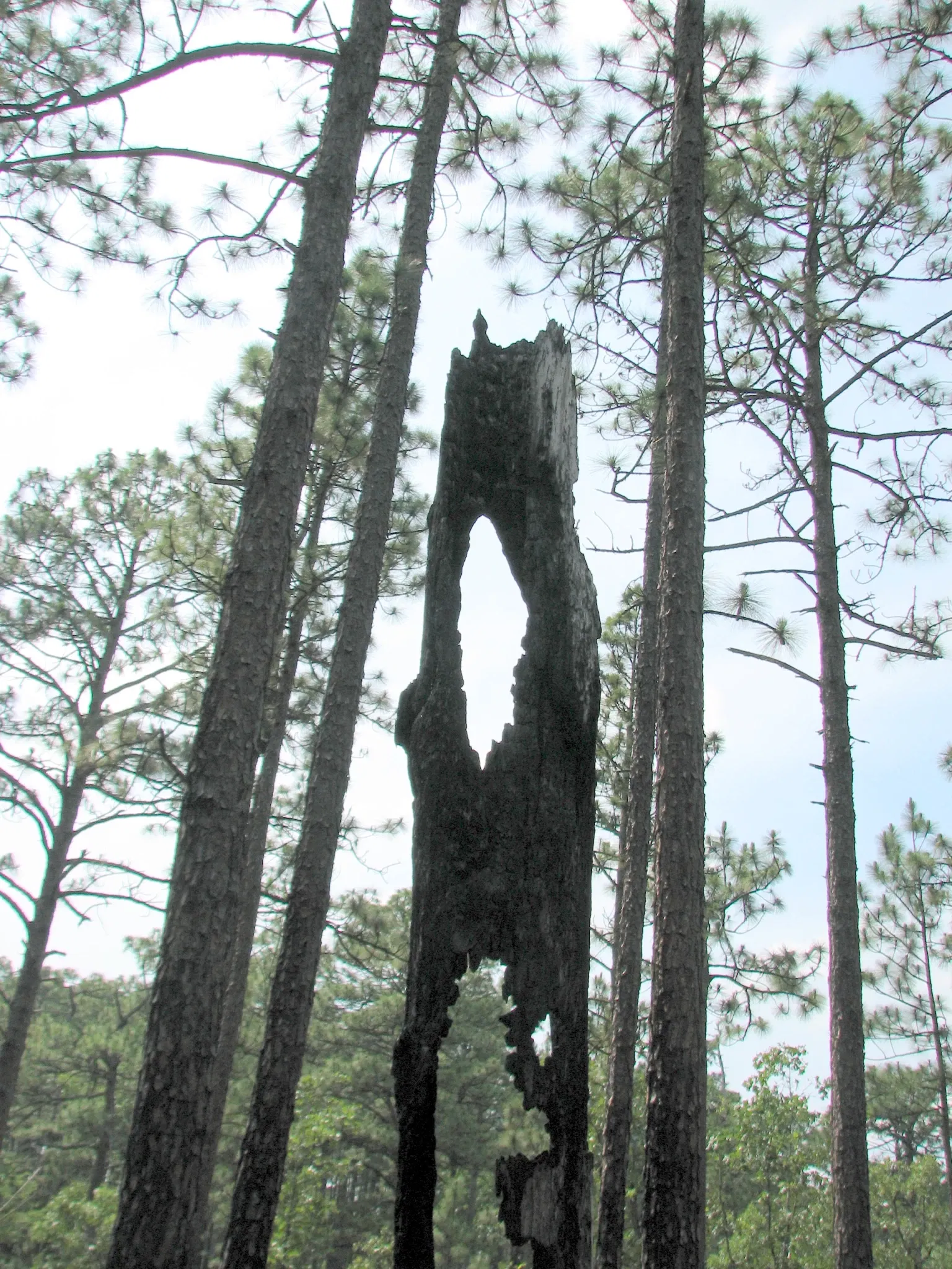 Weymouth Woods-Sandhills Nature Preserve