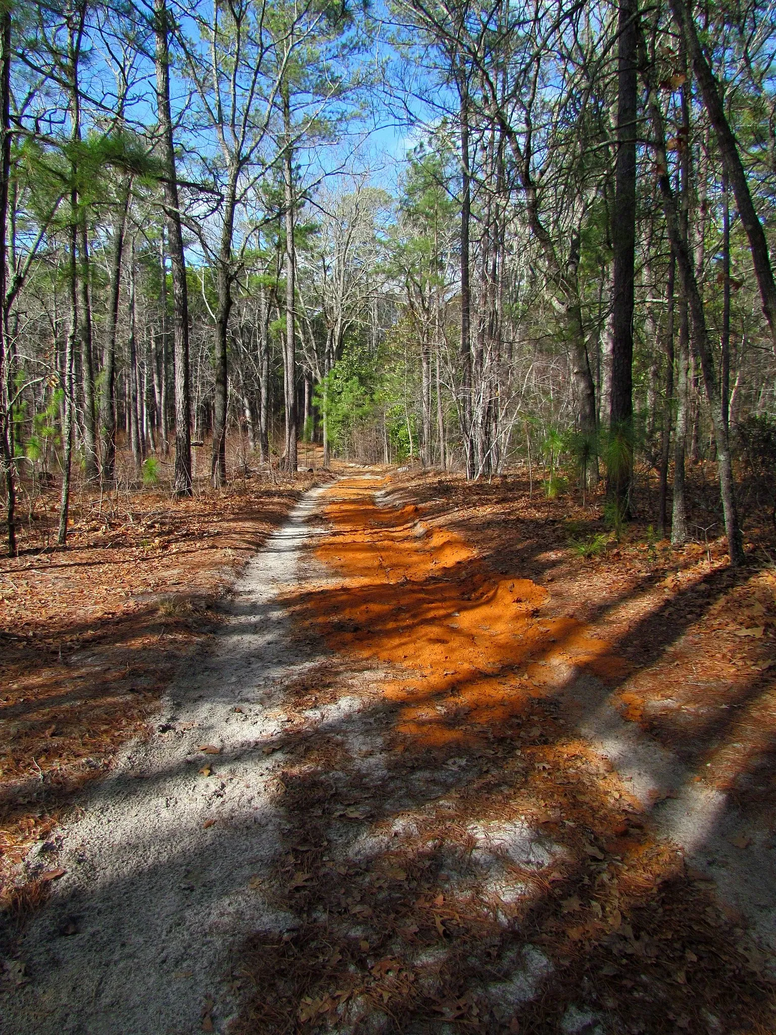 Weymouth Woods-Sandhills Nature Preserve