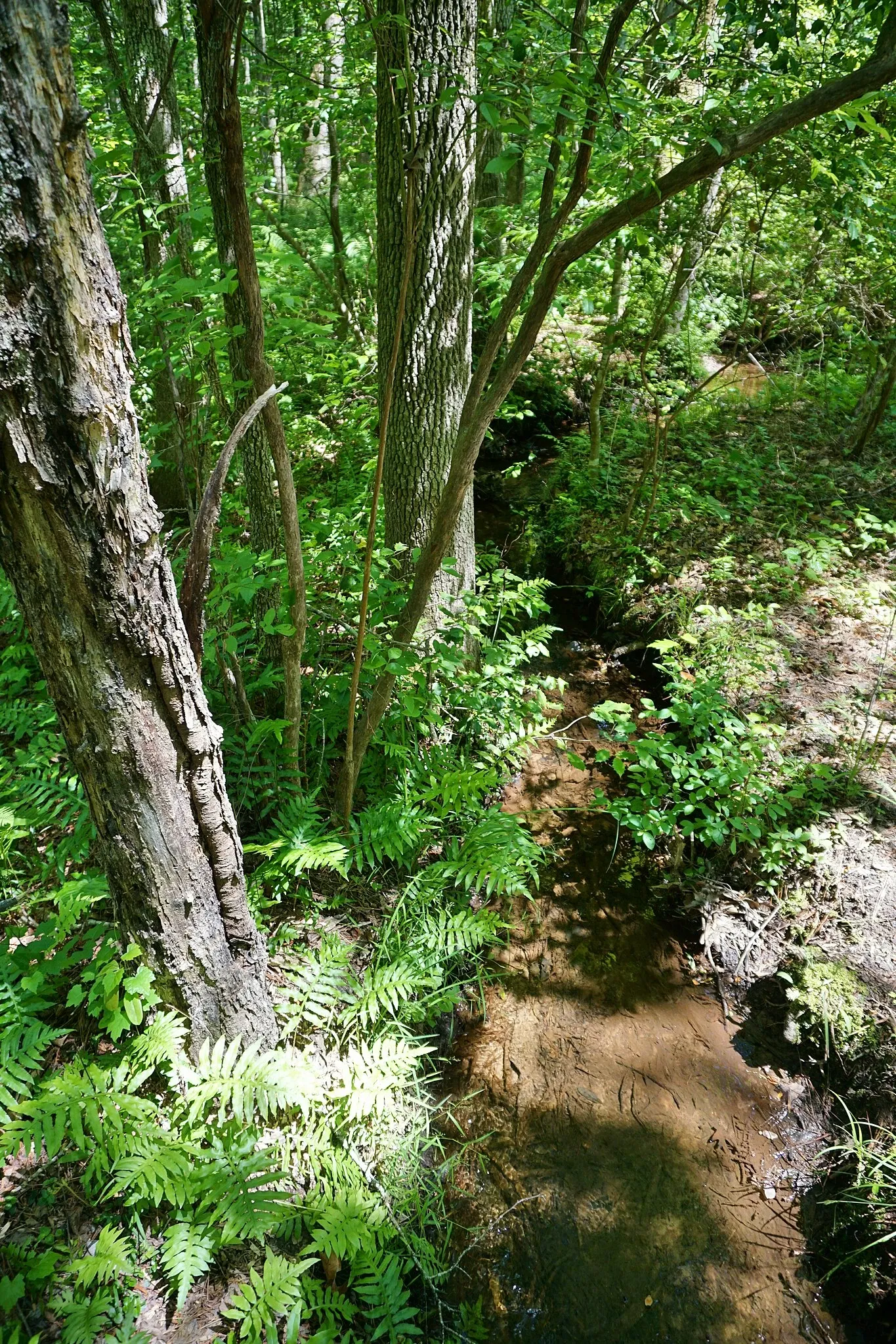 Weymouth Woods-Sandhills Nature Preserve