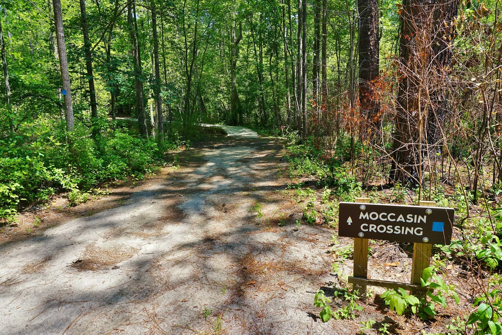 Weymouth Woods-Sandhills Nature Preserve