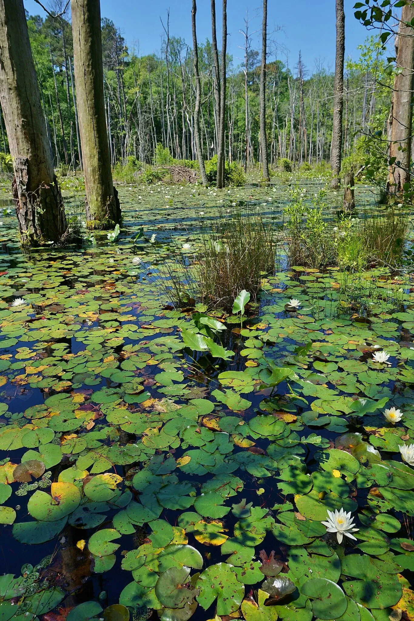 Weymouth Woods-Sandhills Nature Preserve