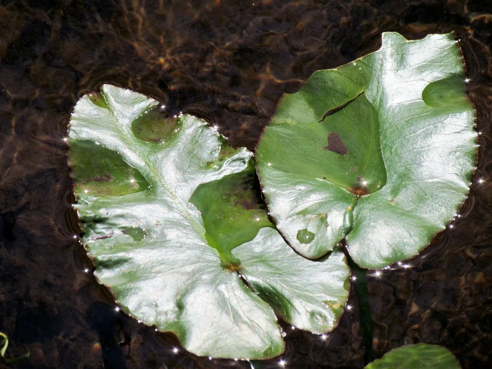 Weymouth Woods-Sandhills Nature Preserve