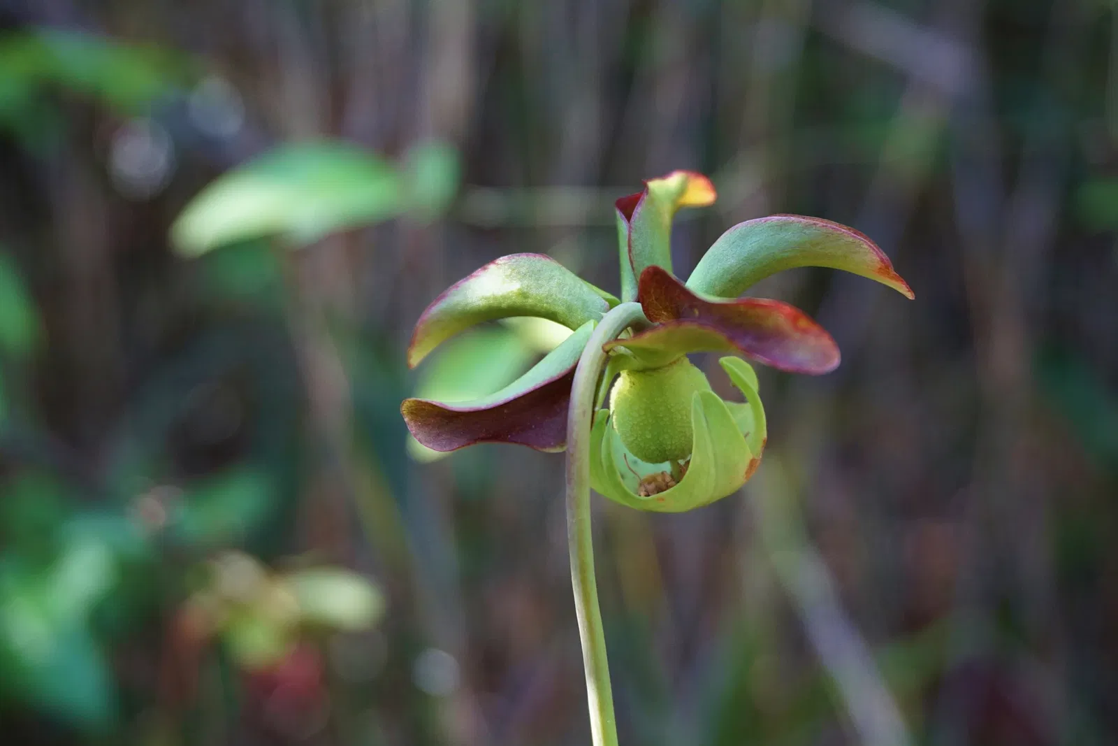 Weymouth Woods-Sandhills Nature Preserve