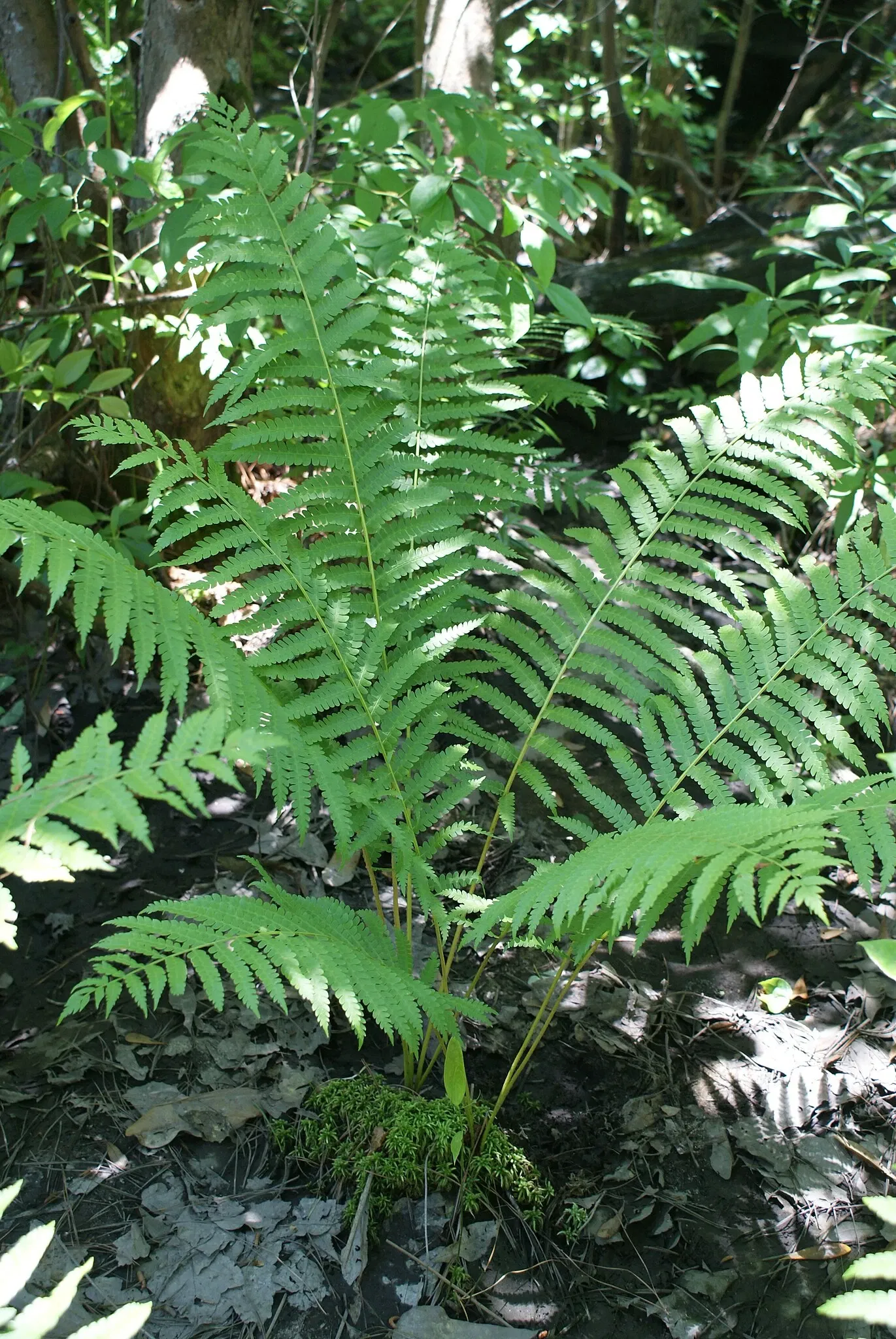 Weymouth Woods-Sandhills Nature Preserve