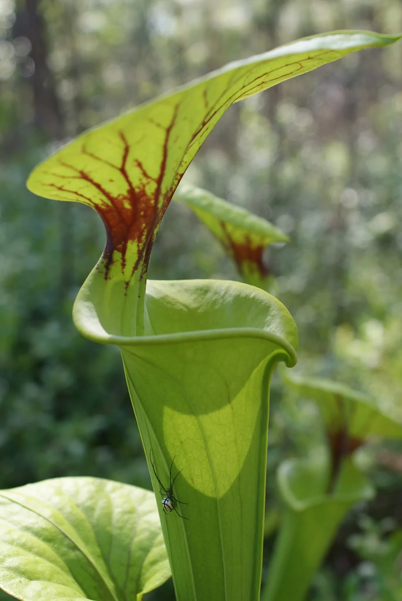 Weymouth Woods-Sandhills Nature Preserve