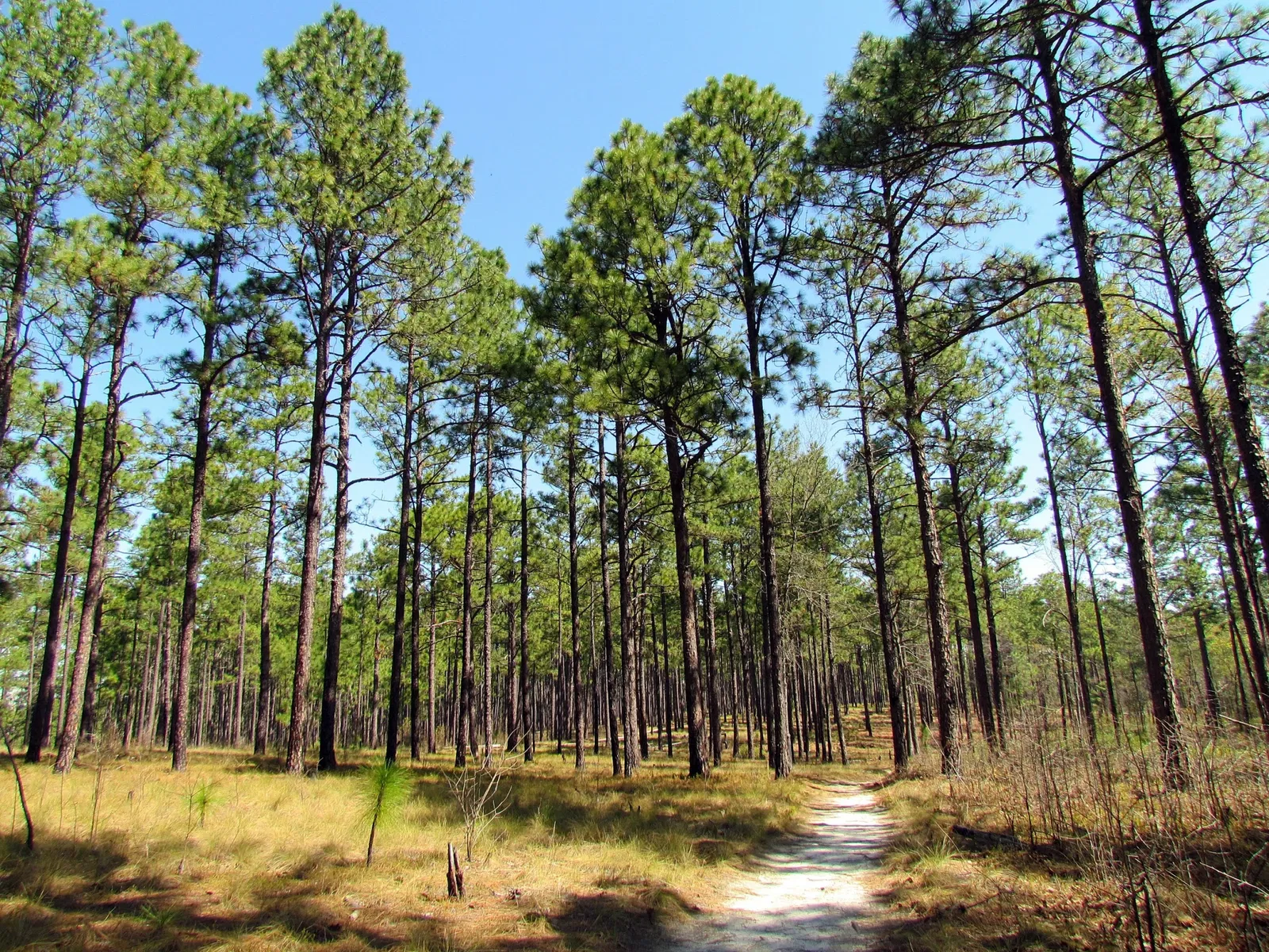 Weymouth Woods-Sandhills Nature Preserve
