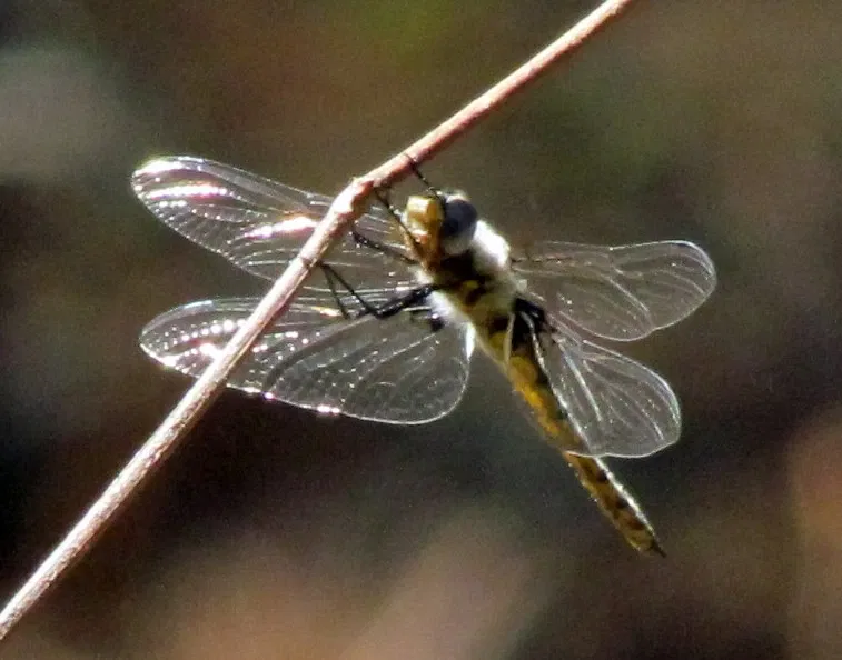 Weymouth Woods-Sandhills Nature Preserve