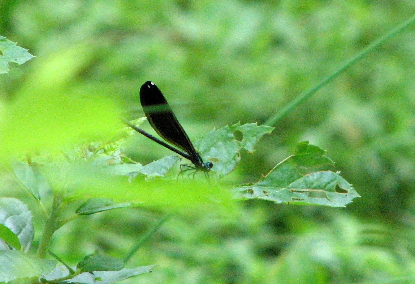 Weymouth Woods-Sandhills Nature Preserve