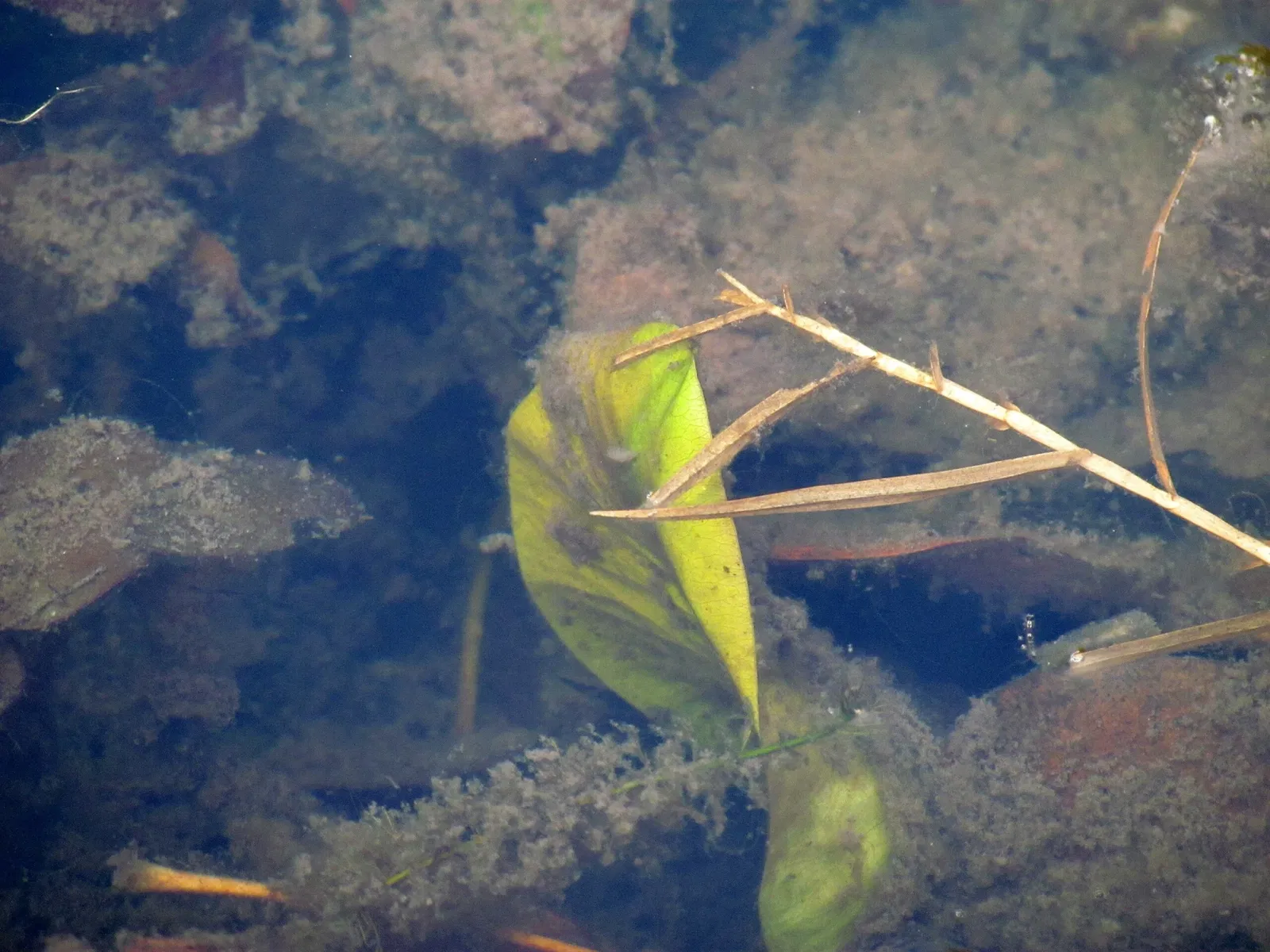 Weymouth Woods-Sandhills Nature Preserve