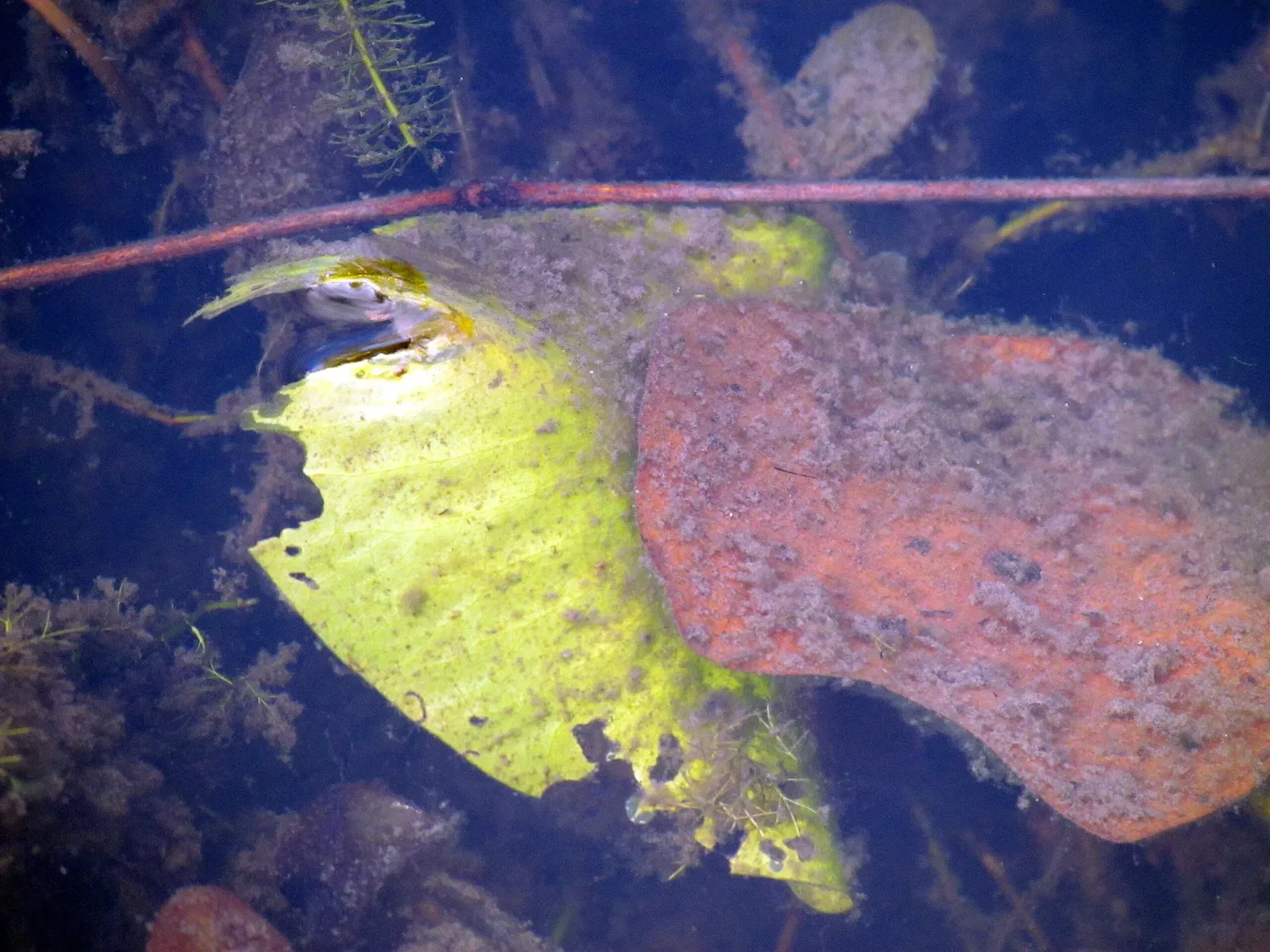 Weymouth Woods-Sandhills Nature Preserve