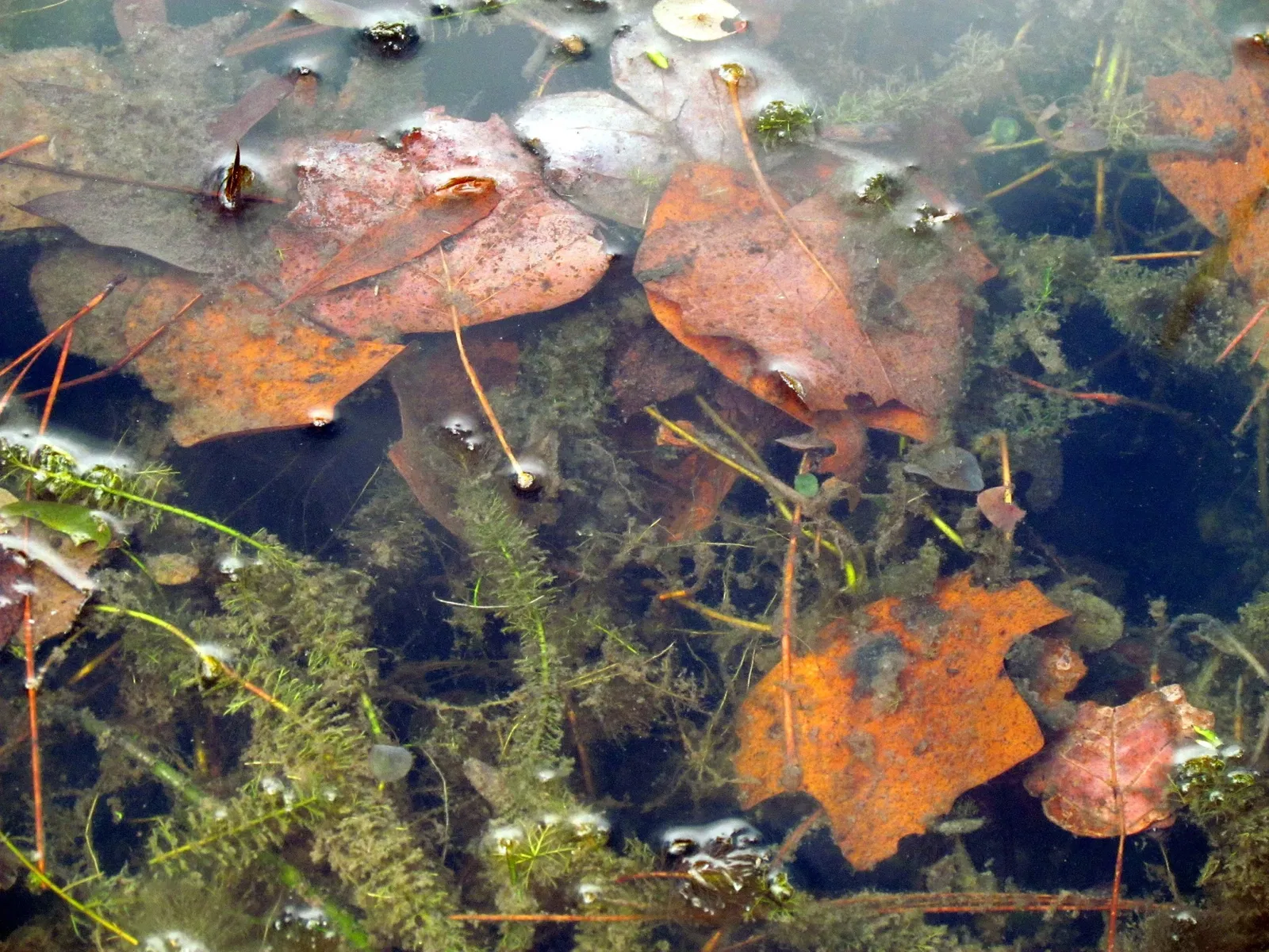 Weymouth Woods-Sandhills Nature Preserve