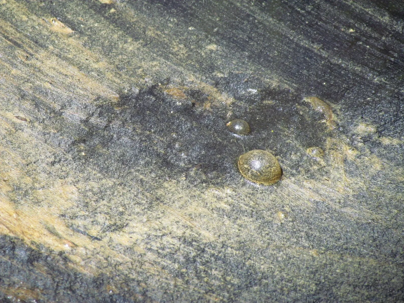 Weymouth Woods-Sandhills Nature Preserve