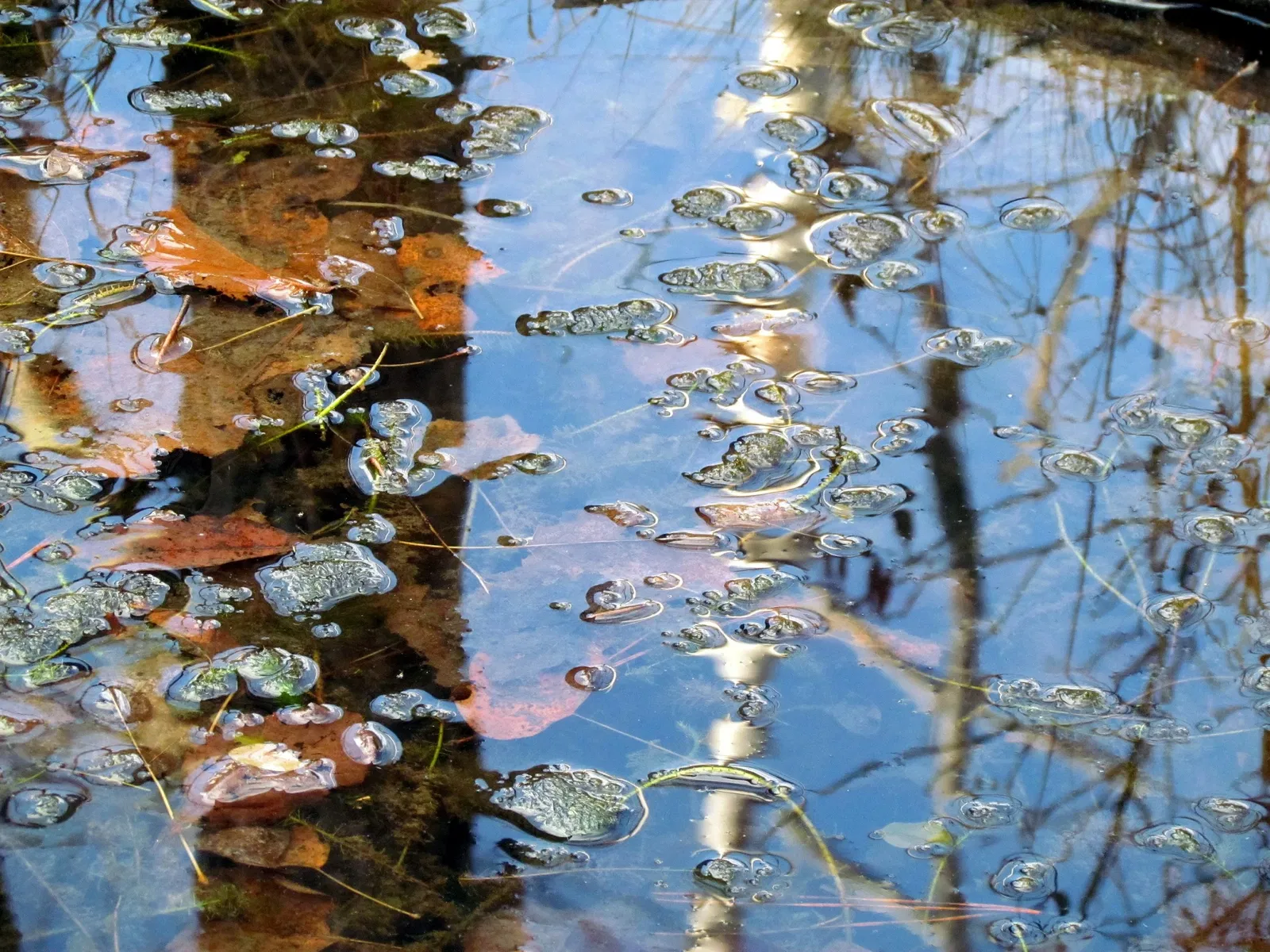 Weymouth Woods-Sandhills Nature Preserve