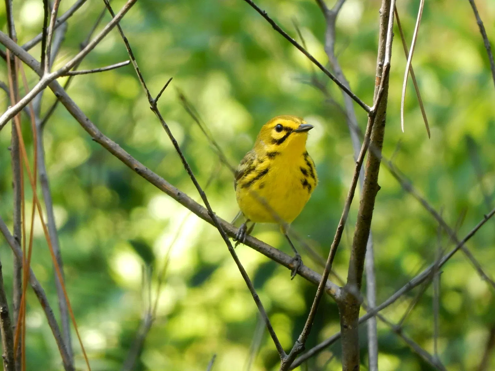 Weymouth Woods-Sandhills Nature Preserve