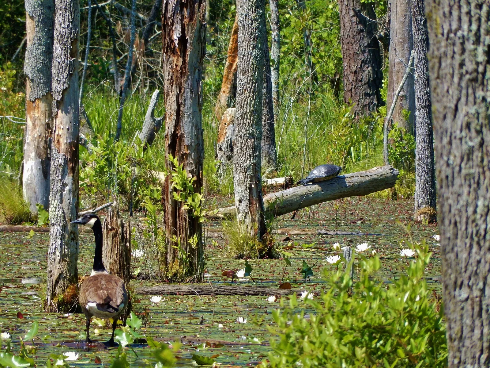 Weymouth Woods-Sandhills Nature Preserve