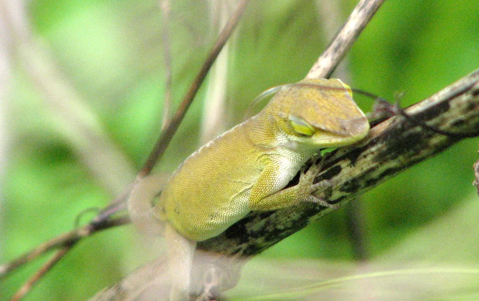 Weymouth Woods-Sandhills Nature Preserve