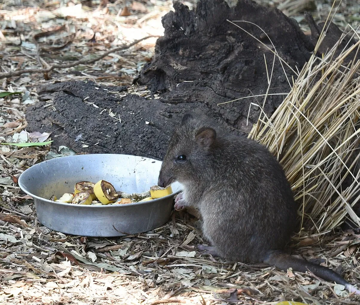 Featherdale Wildlife Park