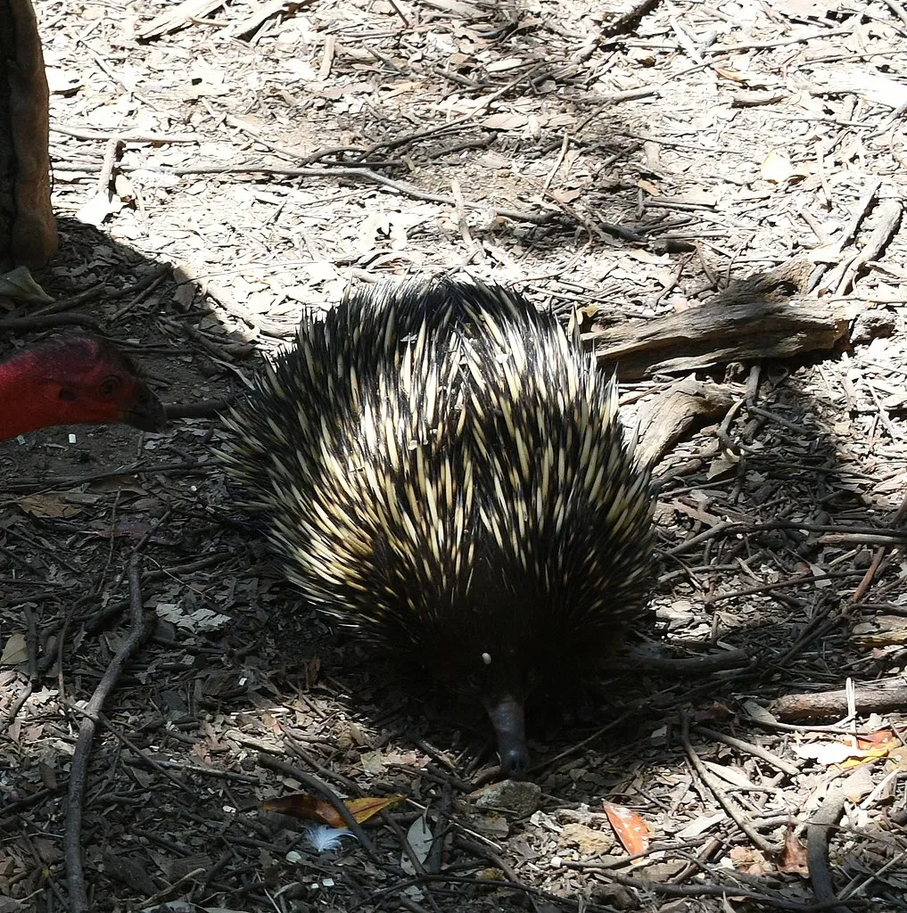 Featherdale Sydney Wildlife Park