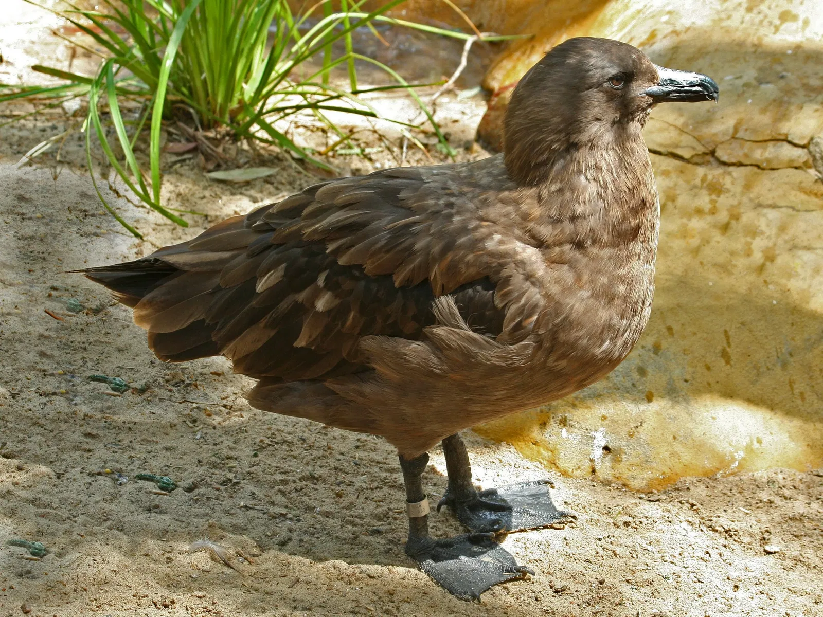 Featherdale Wildlife Park