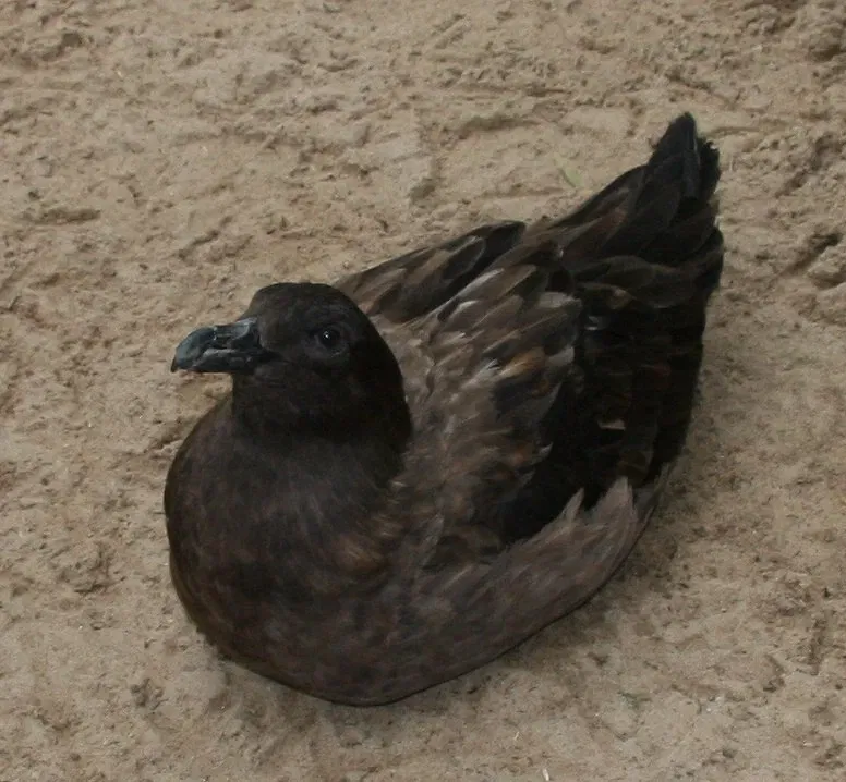 Featherdale Sydney Wildlife Park