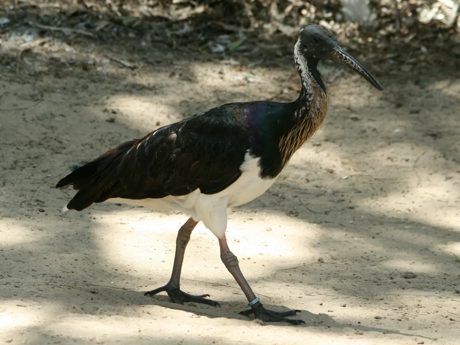 Featherdale Sydney Wildlife Park