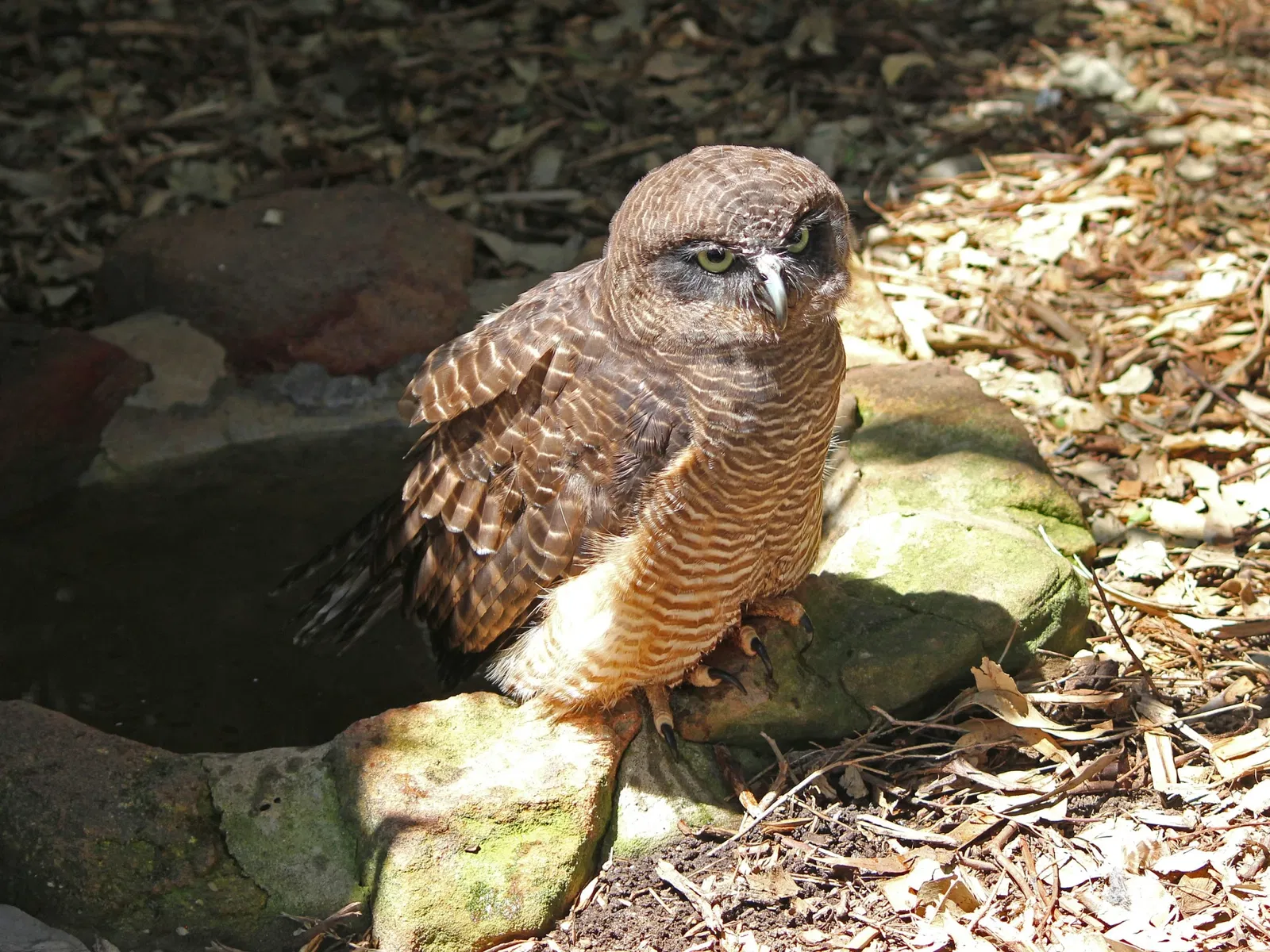 Featherdale Wildlife Park